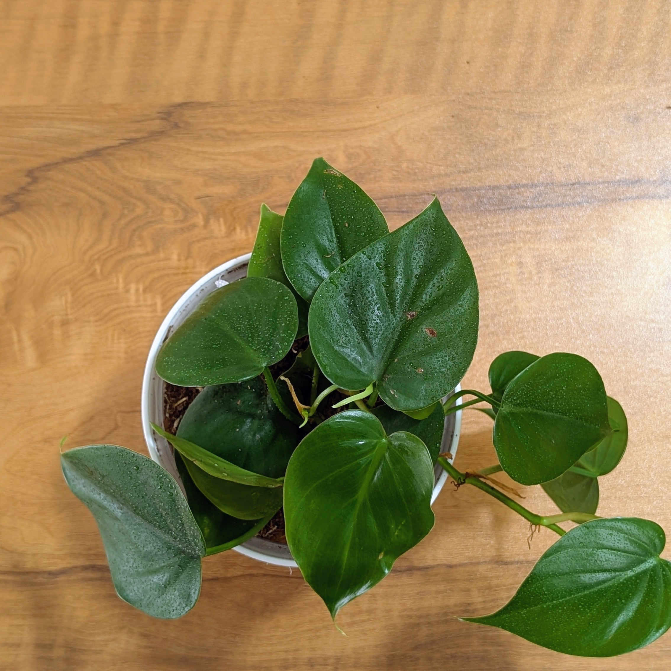 Heart Leaf Green, with 5.5 Inches White Decor Pot.