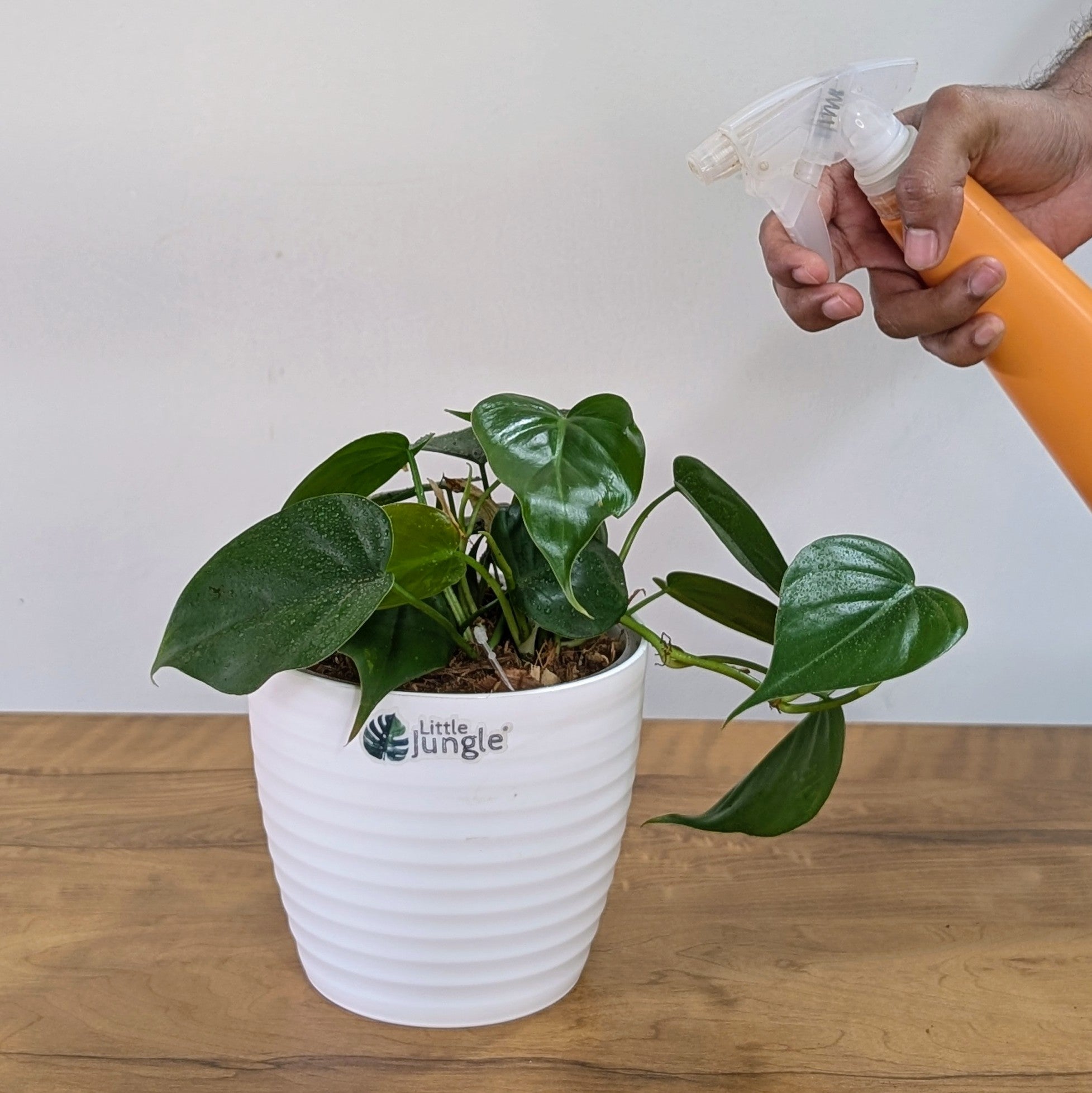 Heart Leaf Green, with 5.5 Inches White Decor Pot.