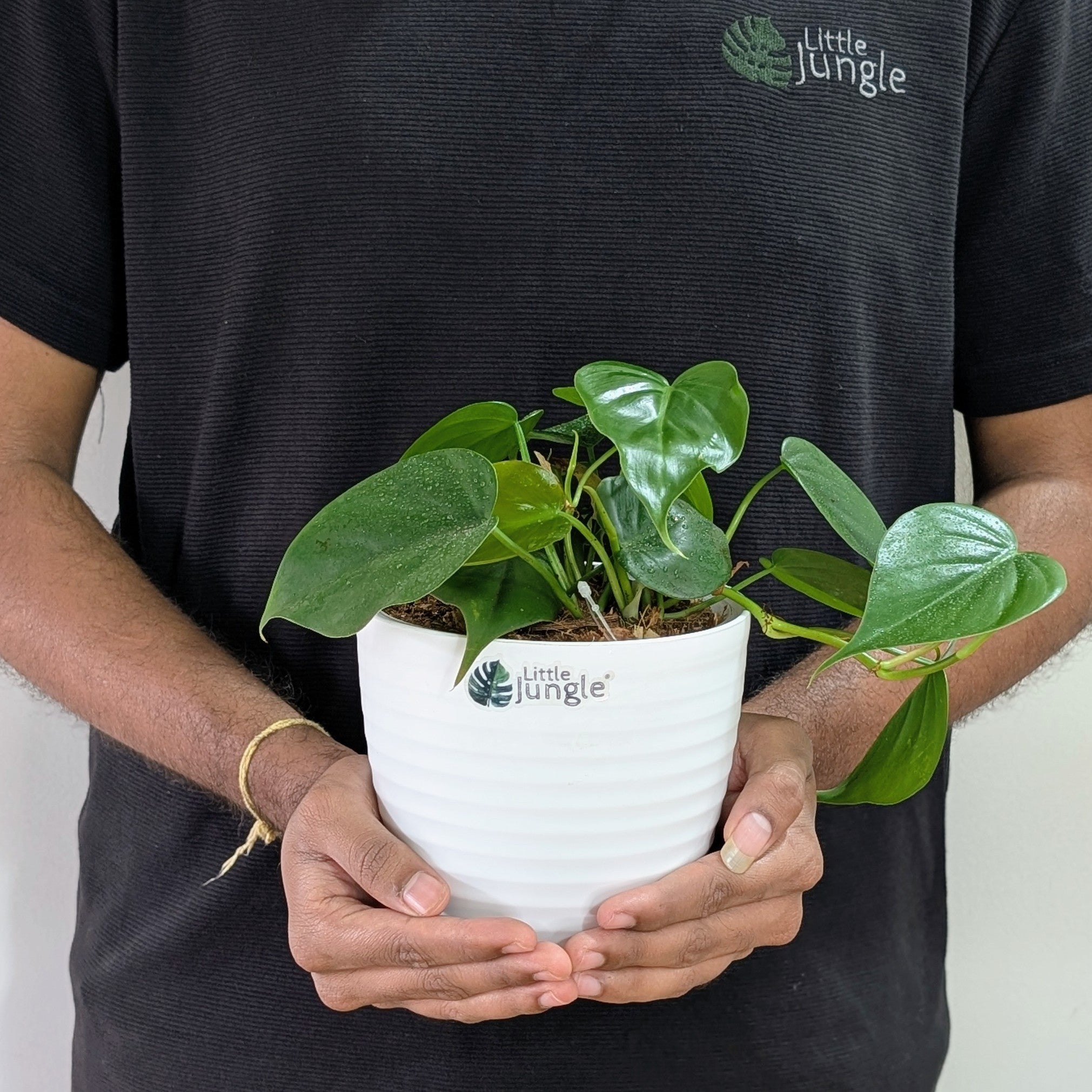 Heart Leaf Green, with 5.5 Inches White Decor Pot.