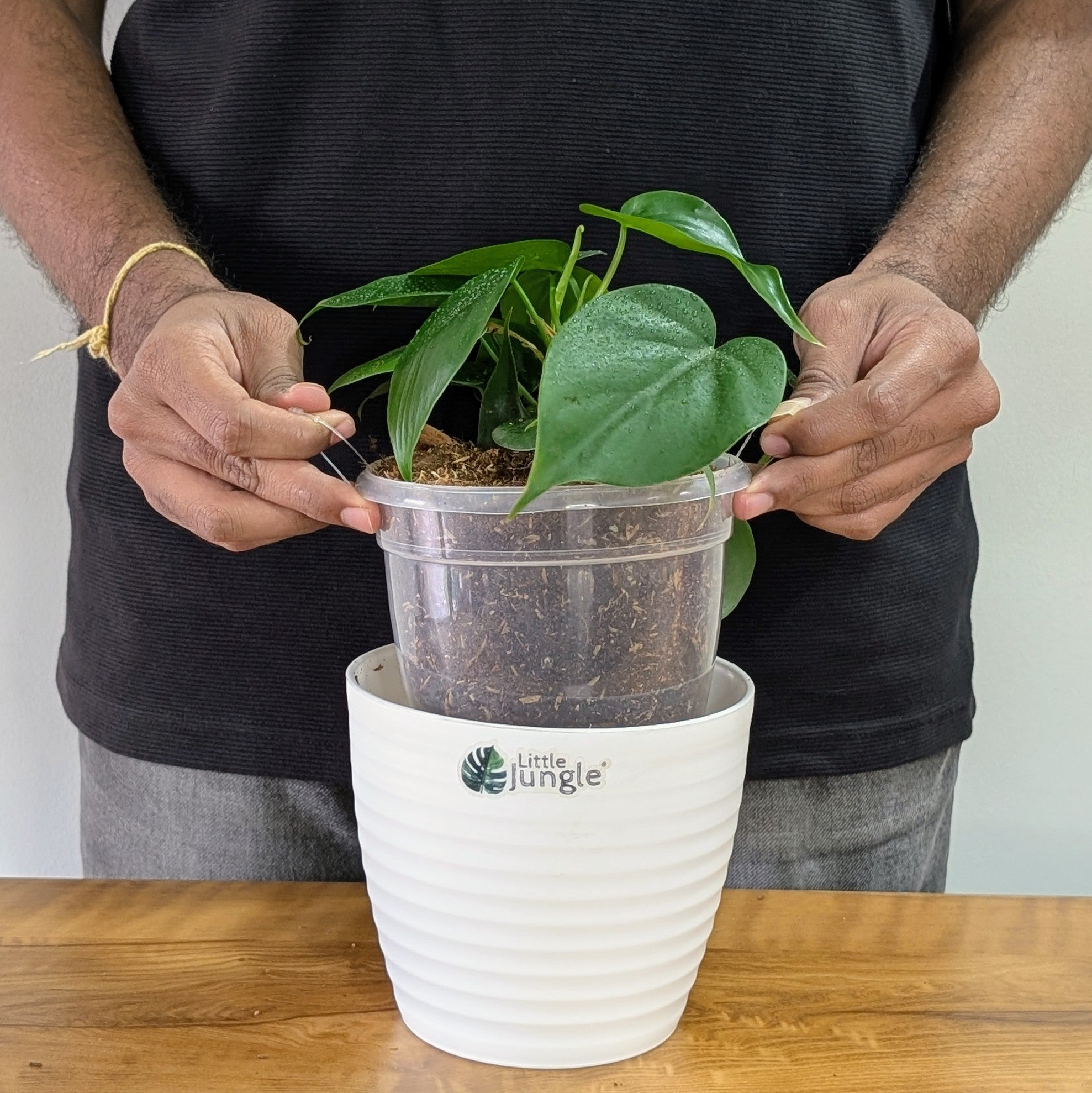 Philodendron Heart leaf Green + Heart leaf Lemon Lime + Micans + Brasil, With 5.5 inches White Decor Pot