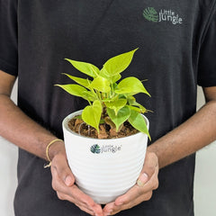 Philodendron Heart Leaf Lemon Lime, with 5.5 inches white decor plant
