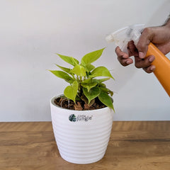 Philodendron Heart Leaf Lemon Lime, with 5.5 inches white decor plant