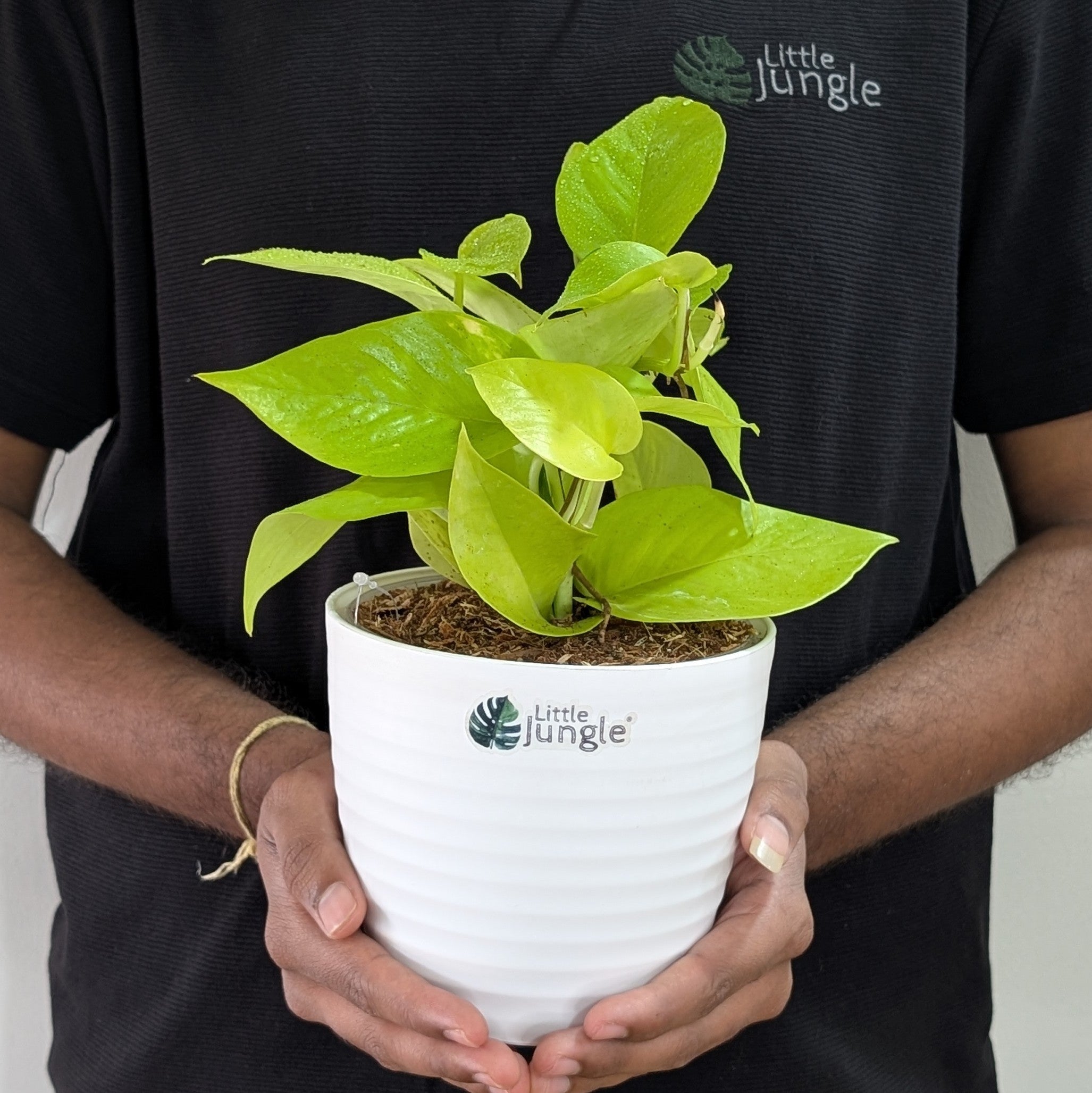 Njoy + Neon + Manjula + Marble Pothos, with 5.5 inches white decor pot