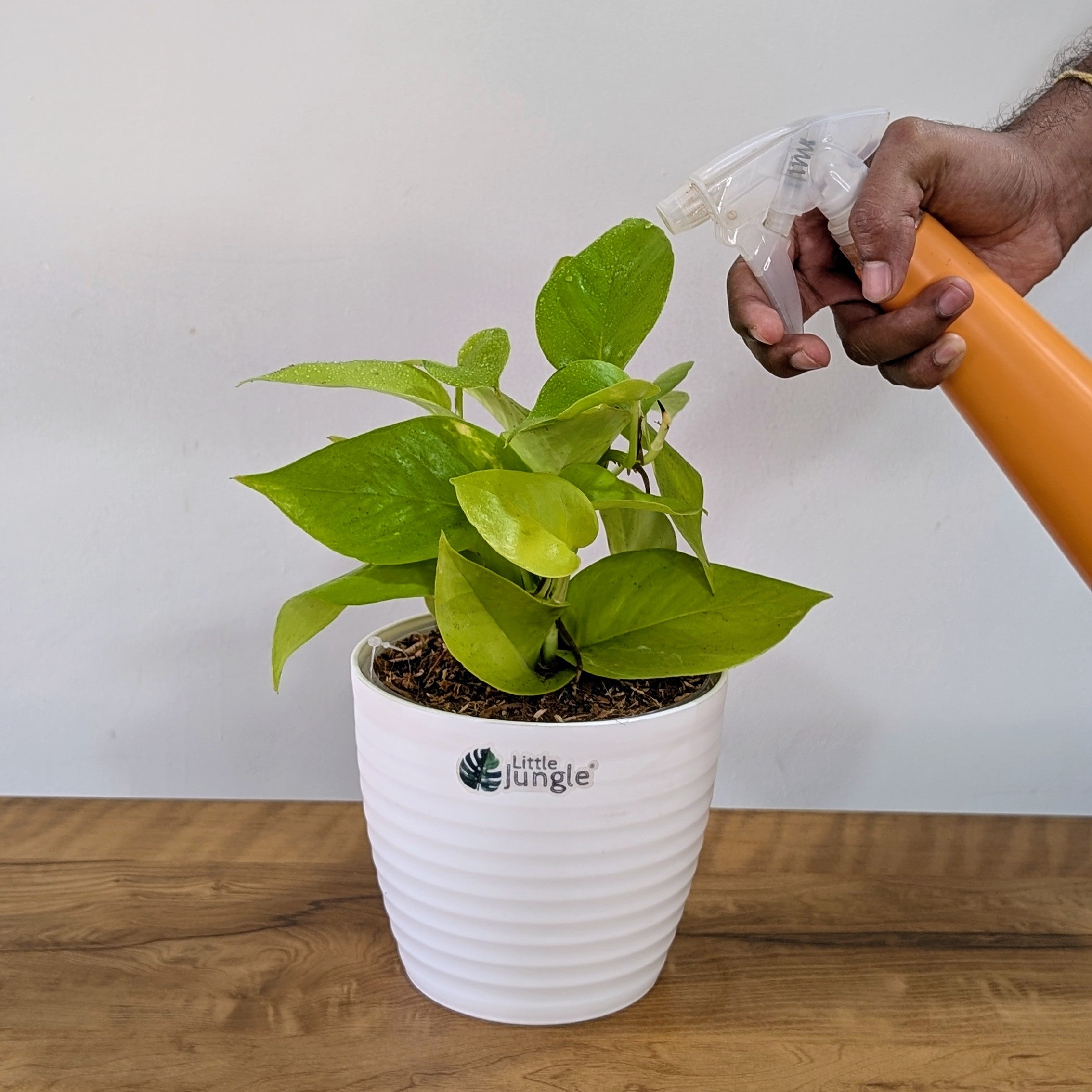 Njoy + Neon + Manjula + Marble Pothos, with 5.5 inches white decor pot