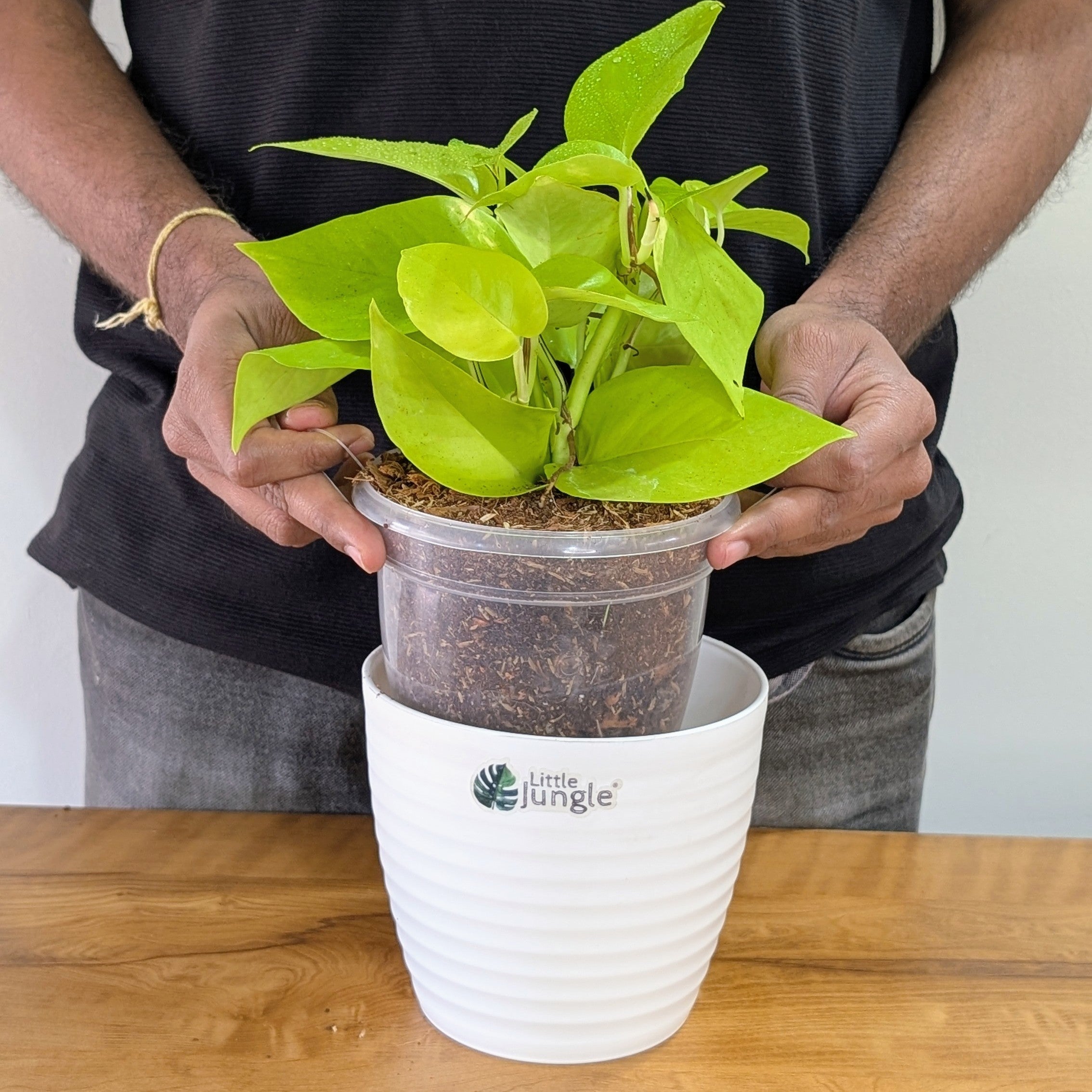 Njoy + Neon + Manjula + Marble Pothos, with 5.5 inches white decor pot