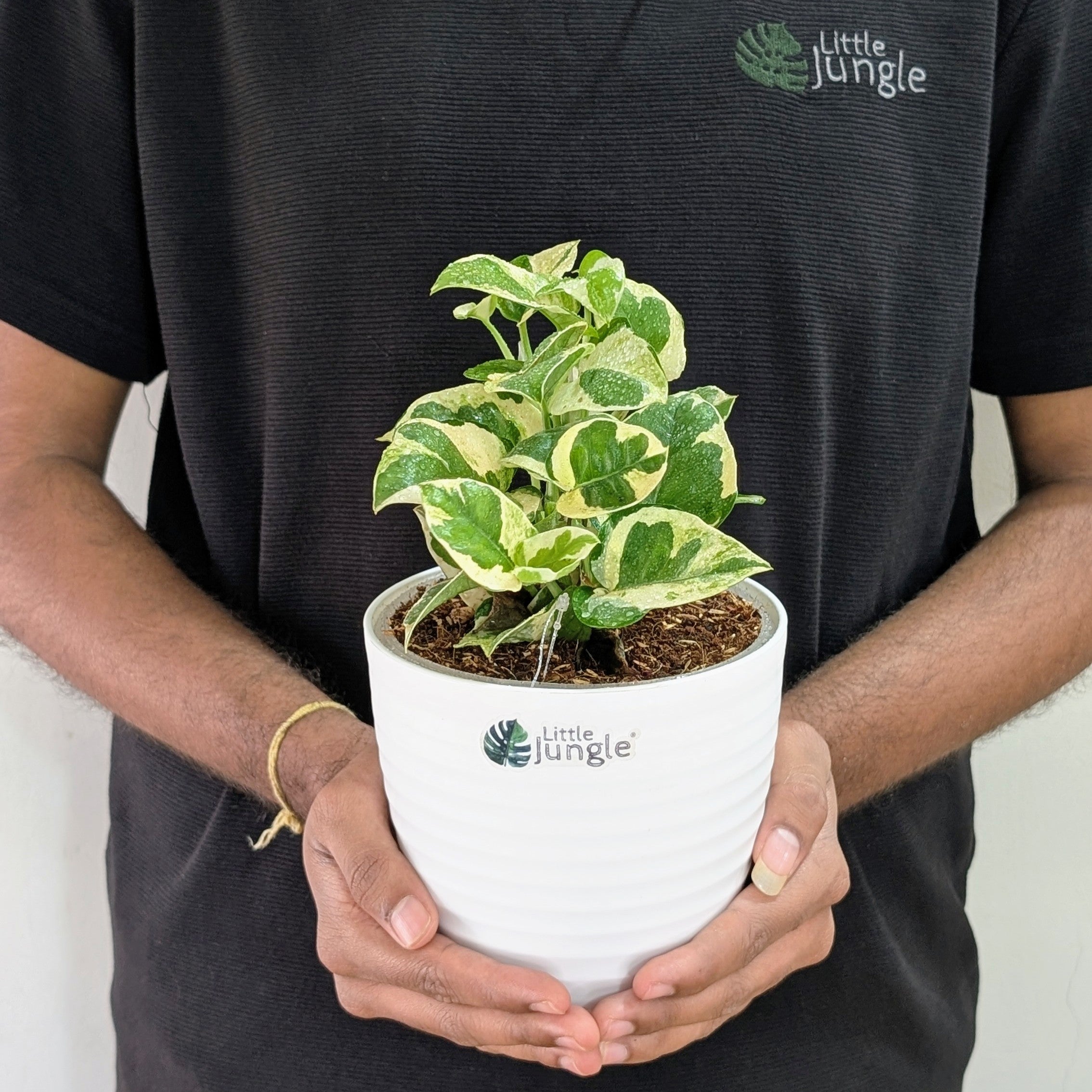 Njoy + Neon + Manjula + Marble Pothos, with 5.5 inches white decor pot