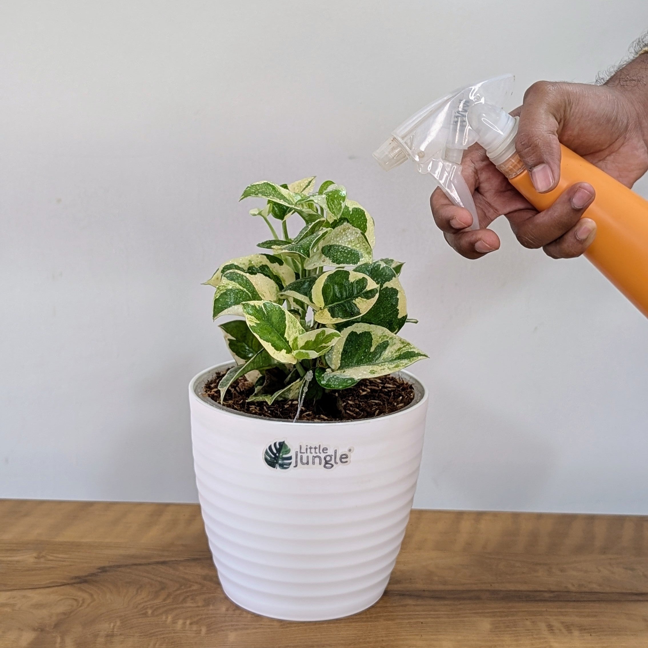 Njoy + Neon + Manjula + Marble Pothos, with 5.5 inches white decor pot
