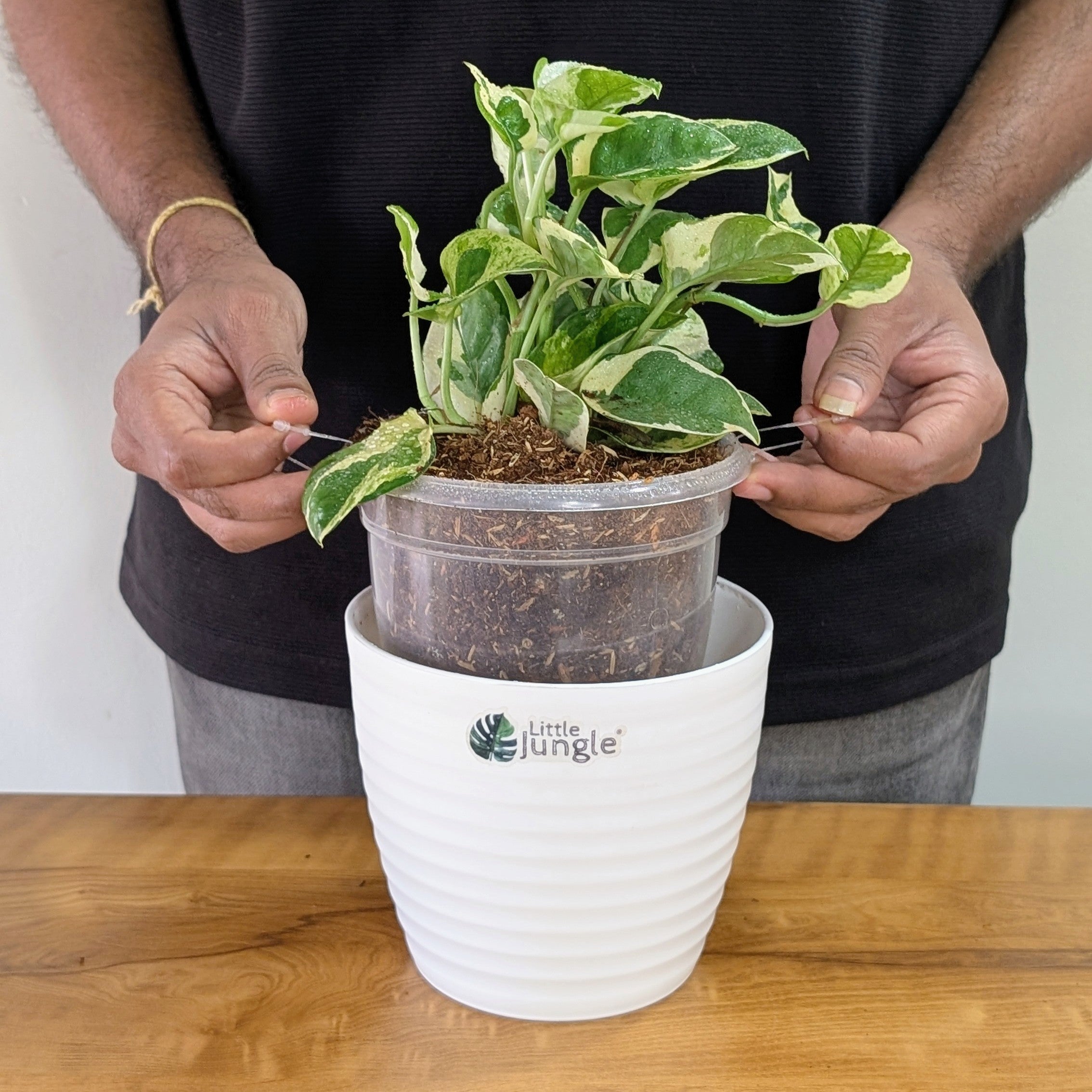 Njoy + Neon + Manjula + Marble Pothos, with 5.5 inches white decor pot