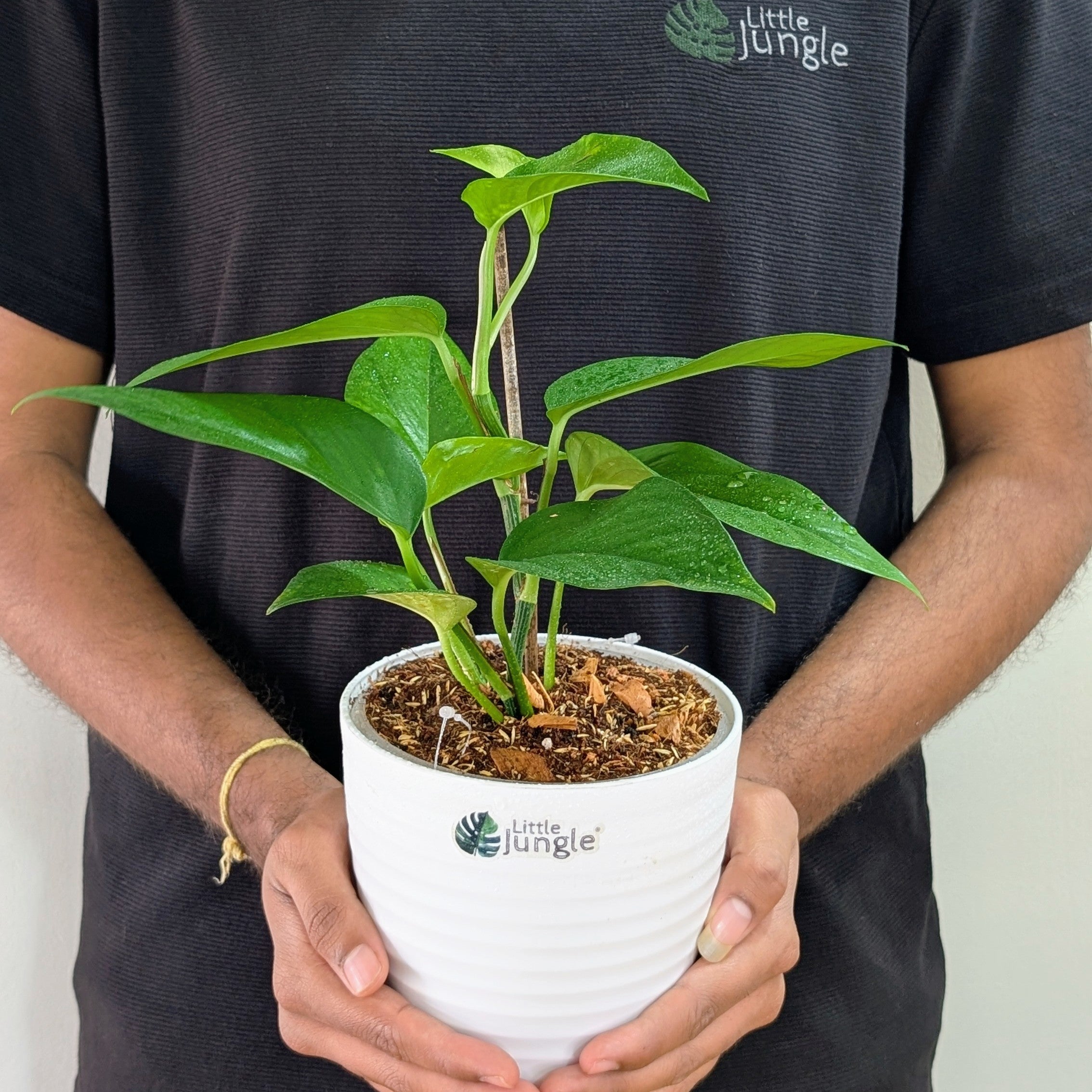Golden + Jade  Pothos, with 5.5 inches white decor pot