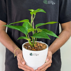 Jade Pothos, with 5.5 inches white decor pot