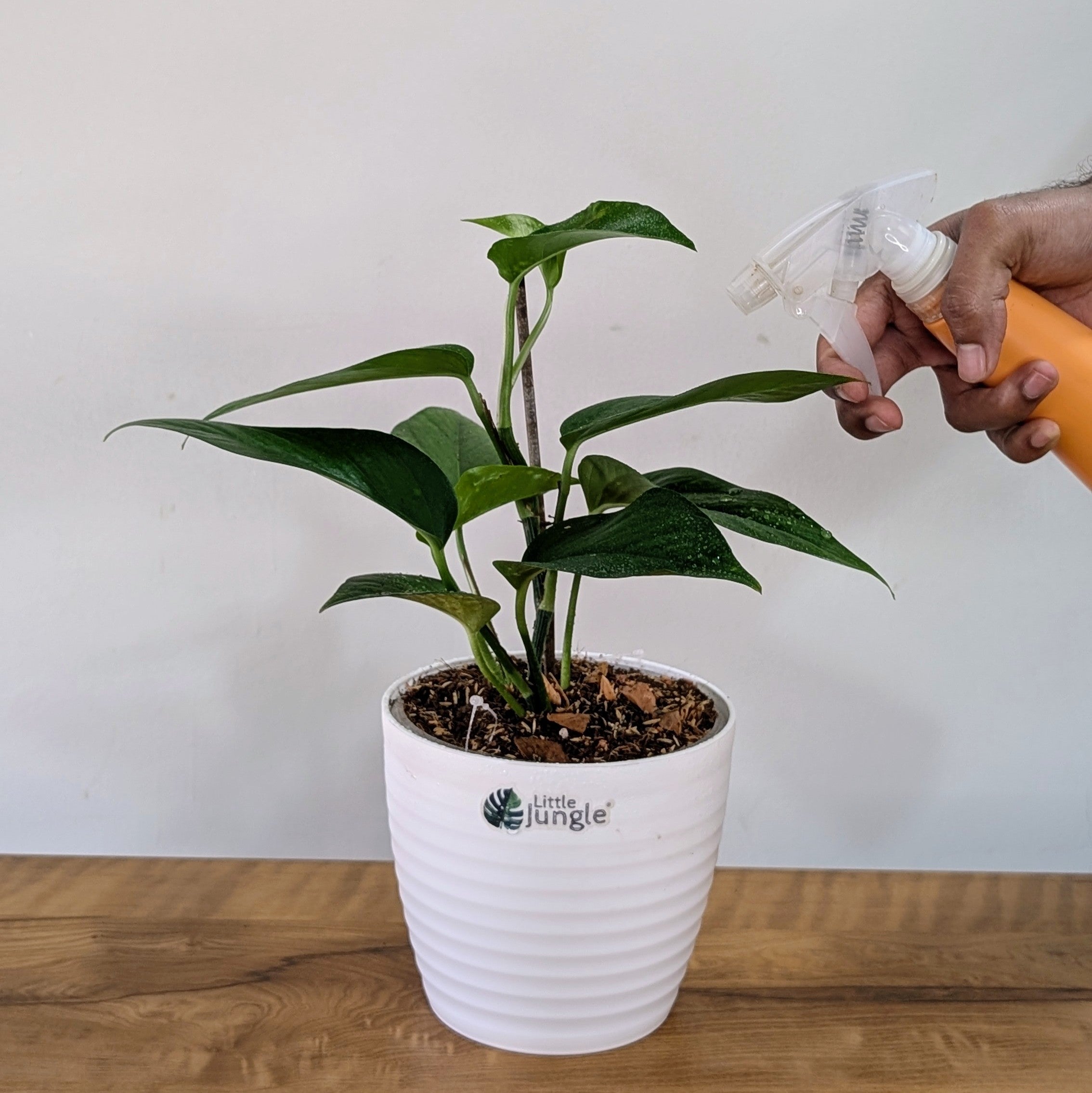 Golden + Jade  Pothos, with 5.5 inches white decor pot