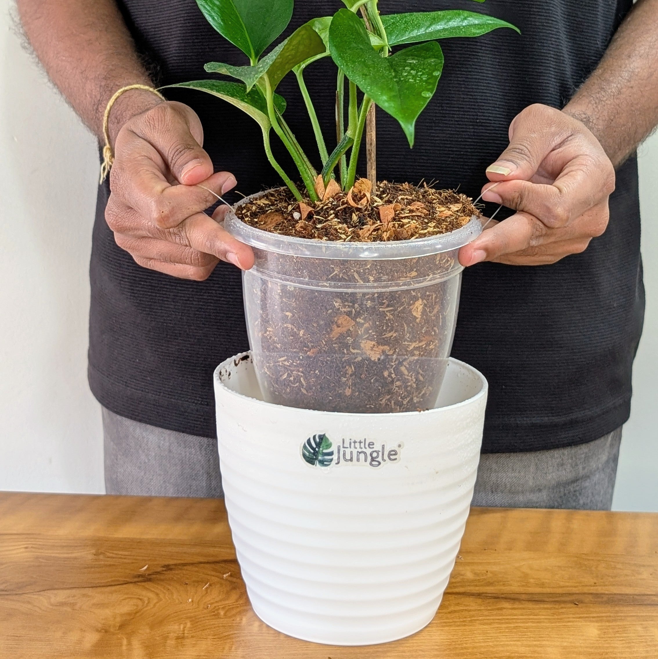 Golden + Jade  Pothos, with 5.5 inches white decor pot