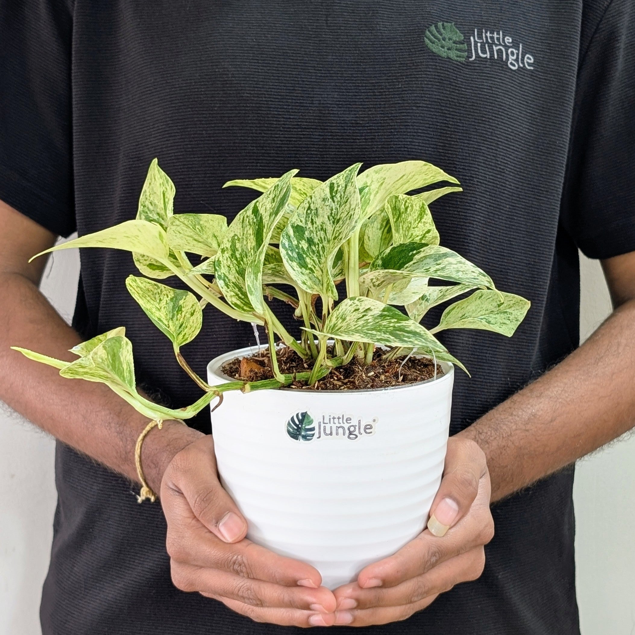 Njoy + Neon + Manjula + Marble Pothos, with 5.5 inches white decor pot