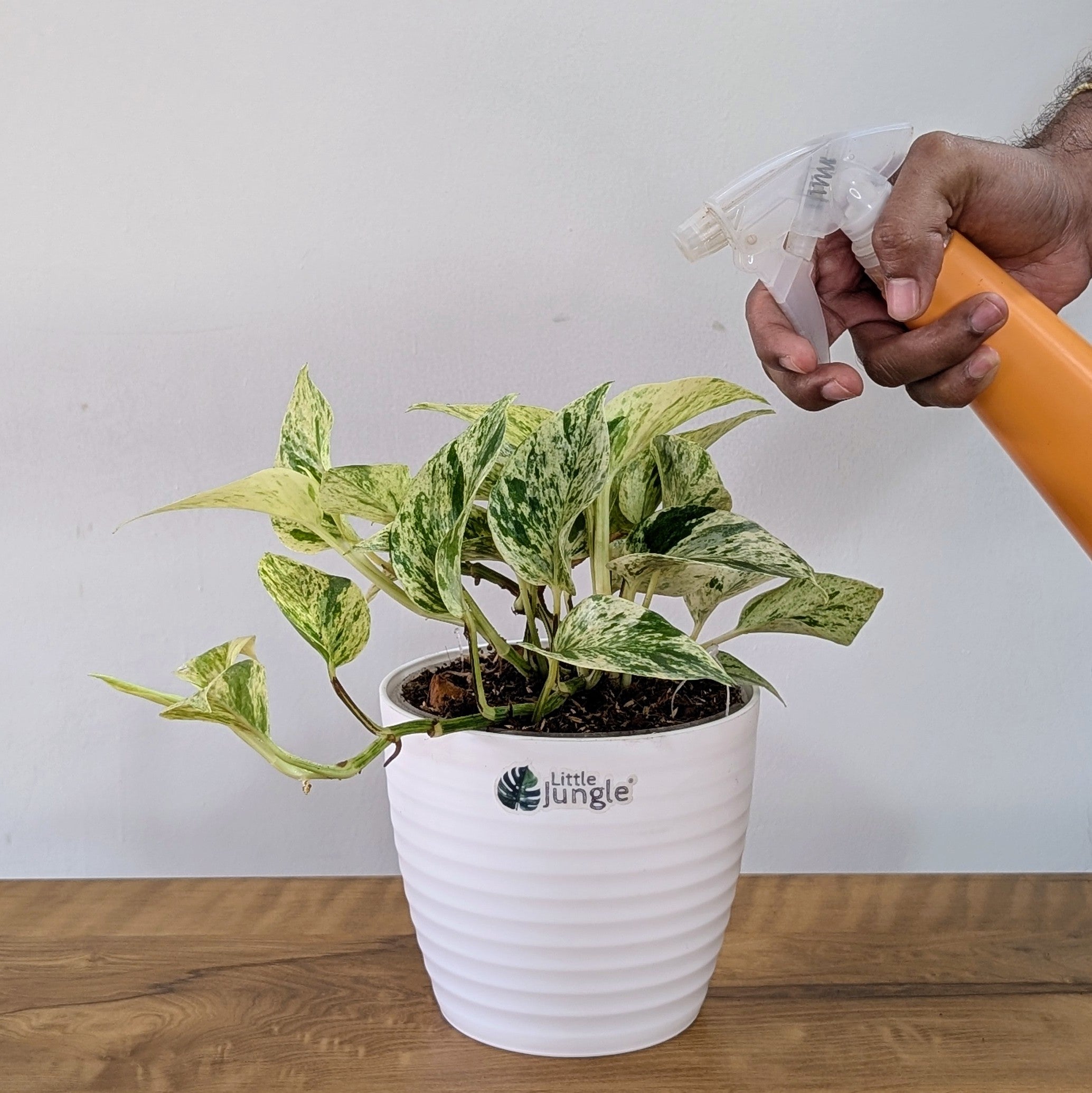 Njoy + Neon + Manjula + Marble Pothos, with 5.5 inches white decor pot