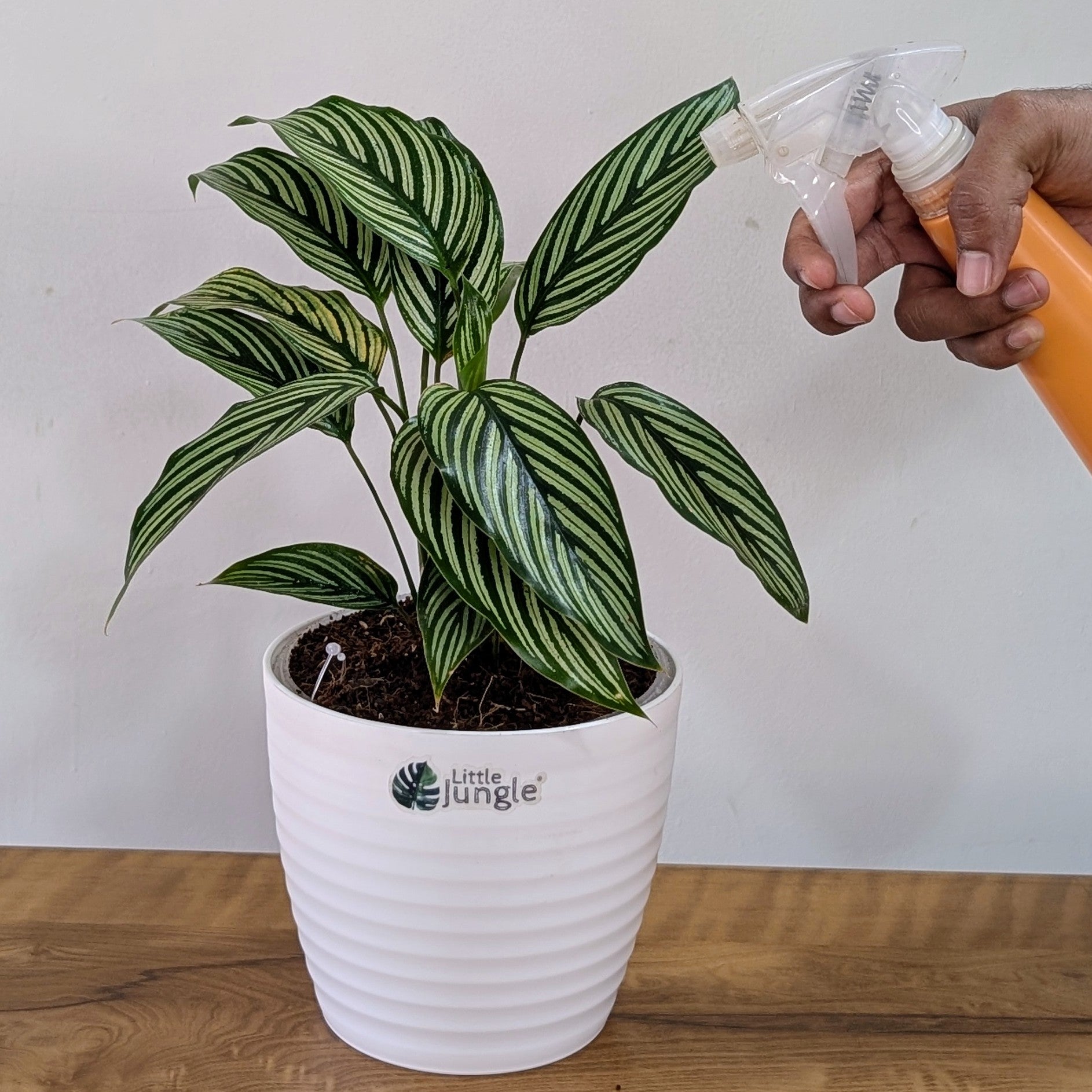 Calathea Elliptica, with 5.5 Inches White Decor Pot