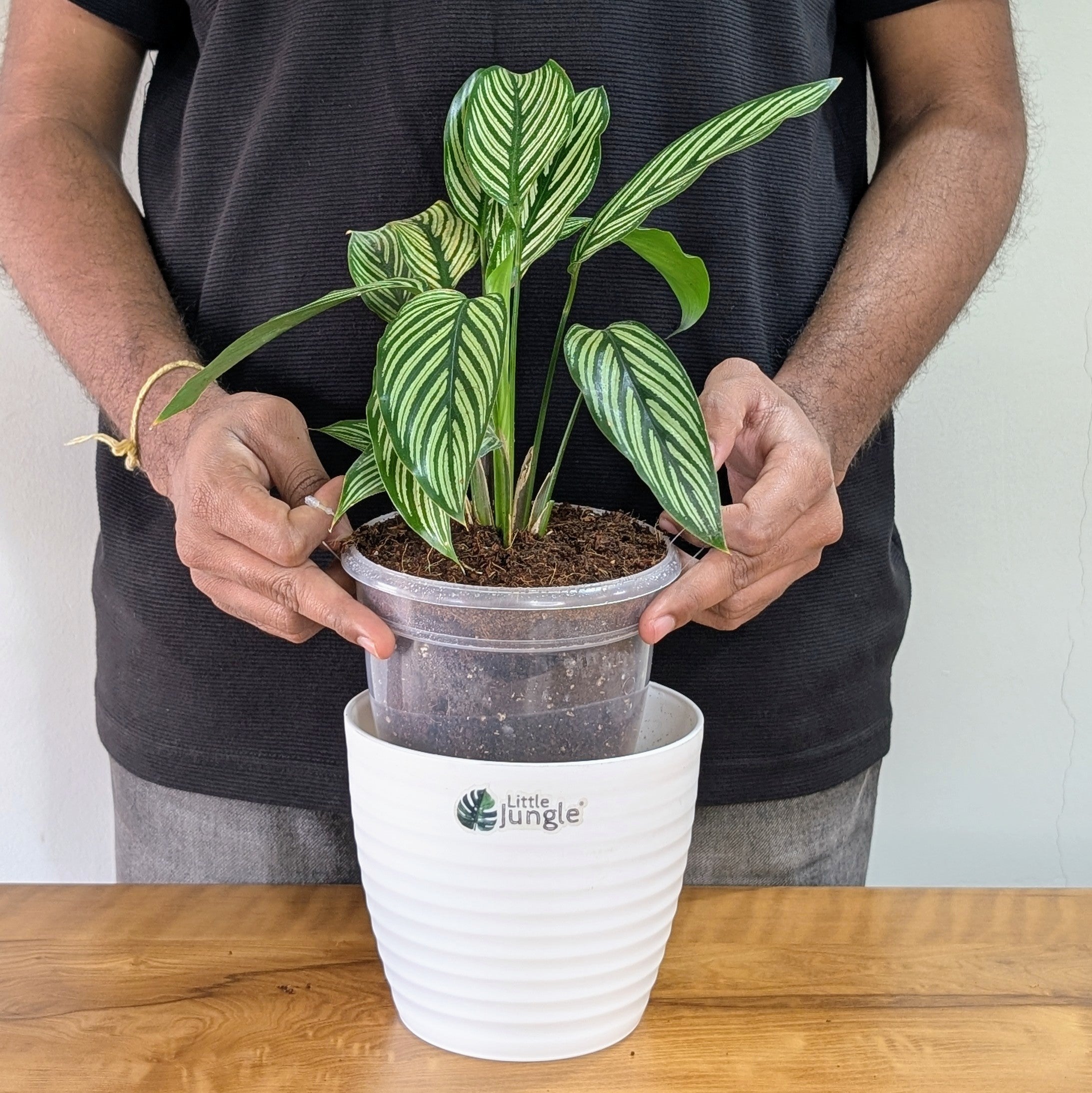 Calathea Elliptica, with 5.5 Inches White Decor Pot
