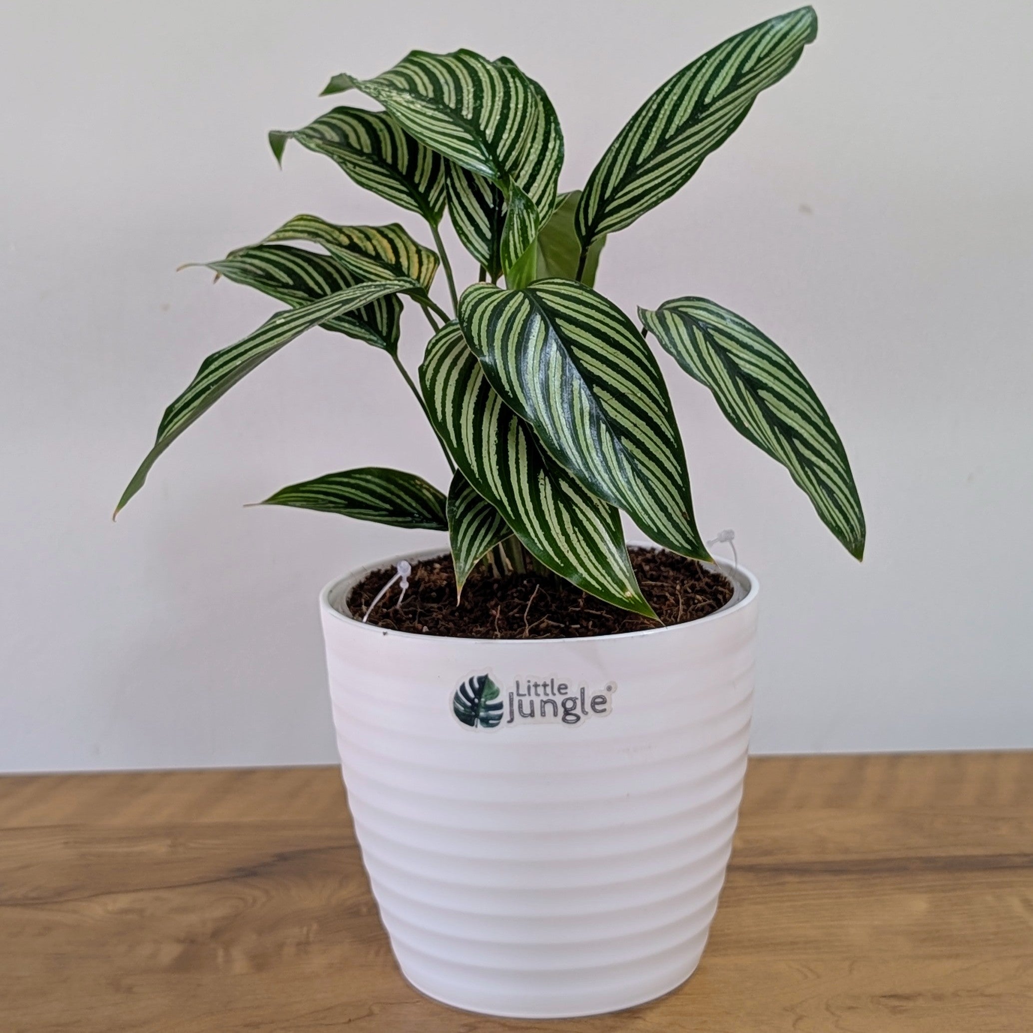 Calathea Elliptica, with 5.5 Inches White Decor Pot