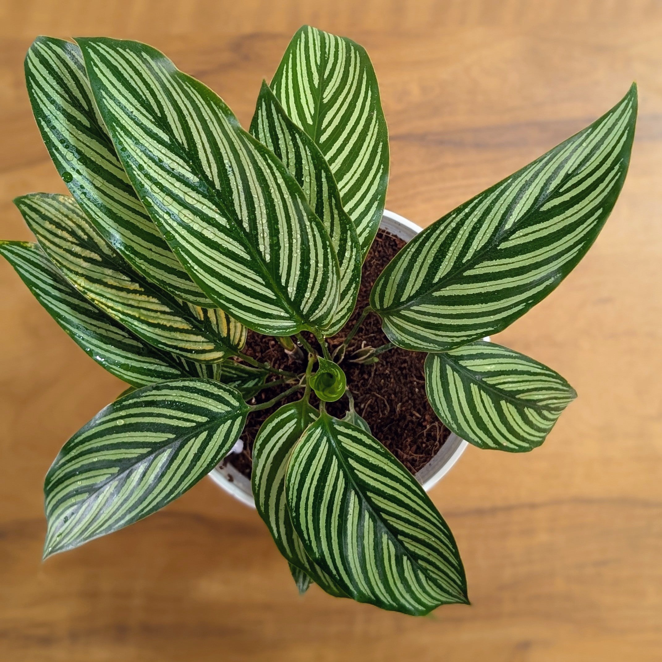 Calathea Elliptica, with 5.5 Inches White Decor Pot