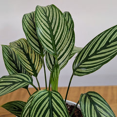 Calathea Elliptica, with 5.5 Inches White Decor Pot