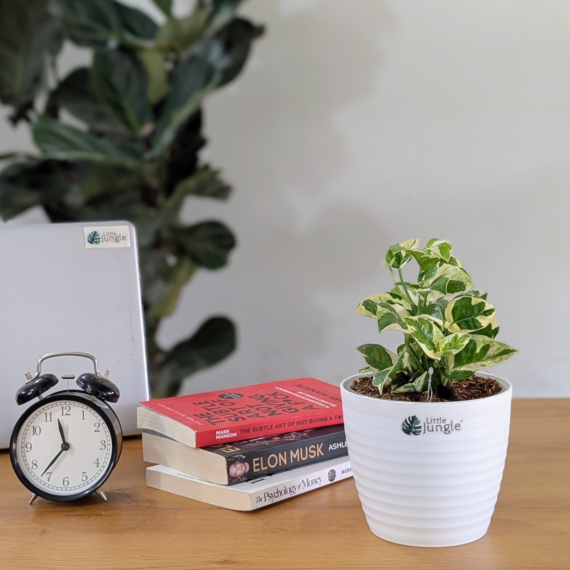 Njoy + Neon + Manjula + Marble Pothos, with 5.5 inches white decor pot