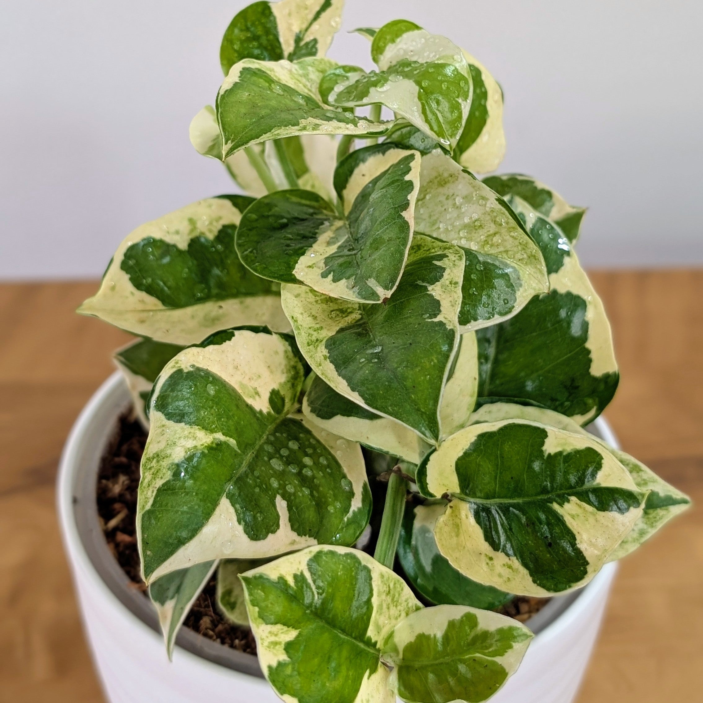 Njoy + Neon + Manjula + Marble Pothos, with 5.5 inches white decor pot