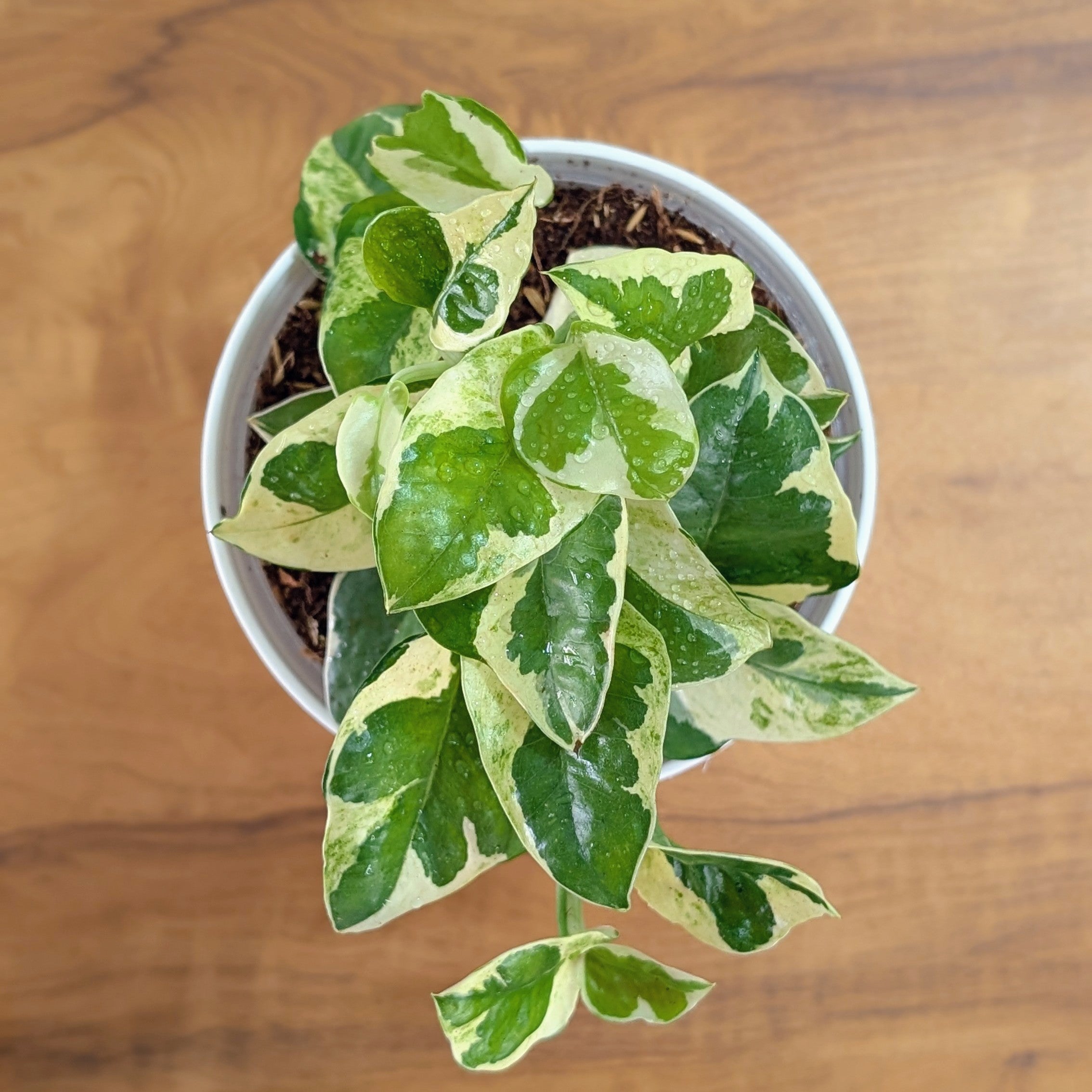 Njoy + Neon + Manjula + Marble Pothos, with 5.5 inches white decor pot