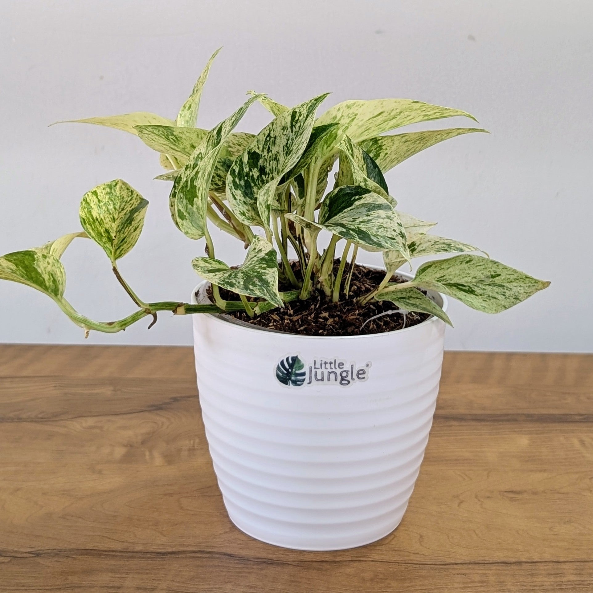 Njoy + Neon + Manjula + Marble Pothos, with 5.5 inches white decor pot
