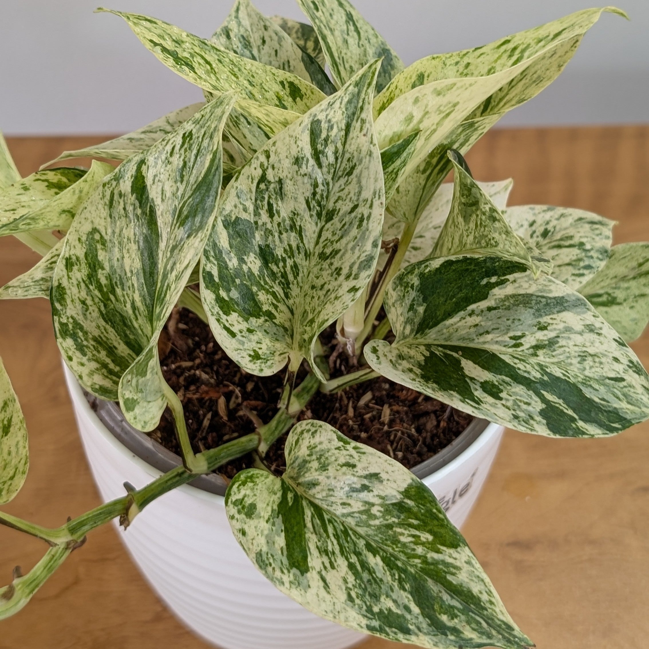 Njoy + Neon + Manjula + Marble Pothos, with 5.5 inches white decor pot