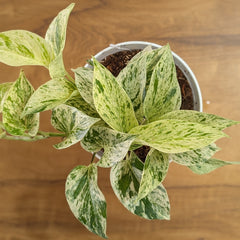 Neon + Marble Pothos, with 5.5 inches white decor pot