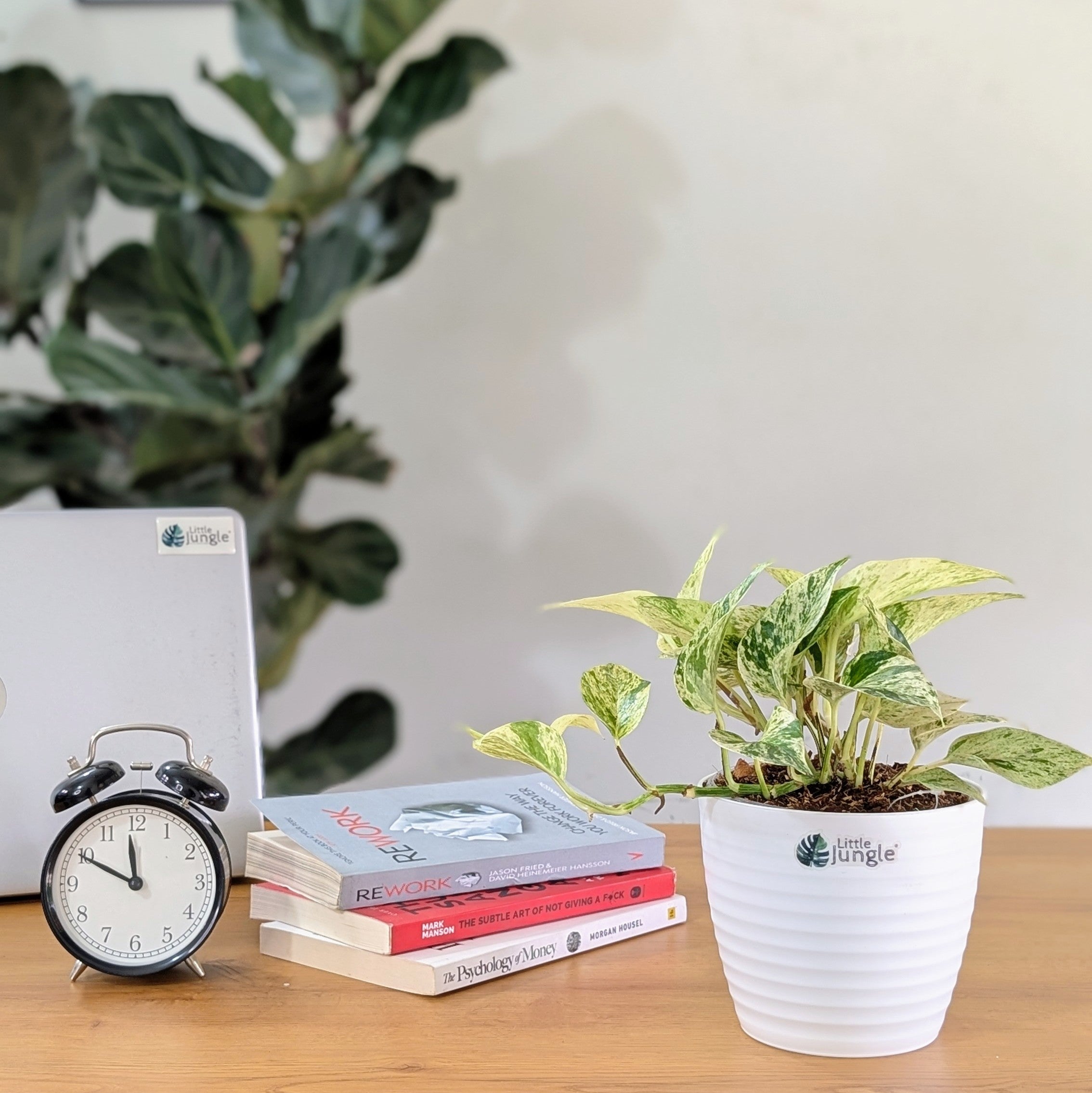 Njoy + Neon + Manjula + Marble Pothos, with 5.5 inches white decor pot