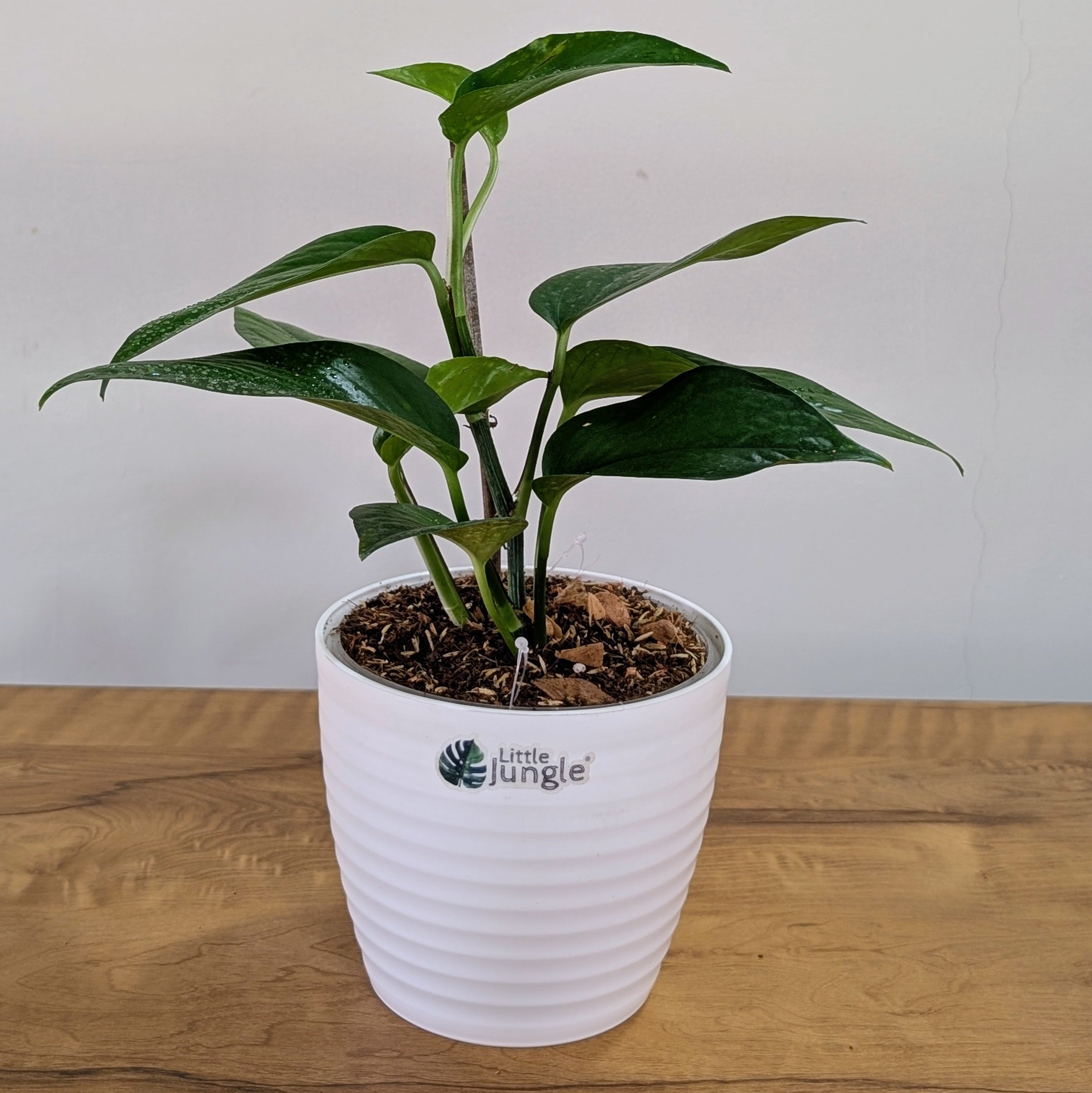Golden + Jade  Pothos, with 5.5 inches white decor pot