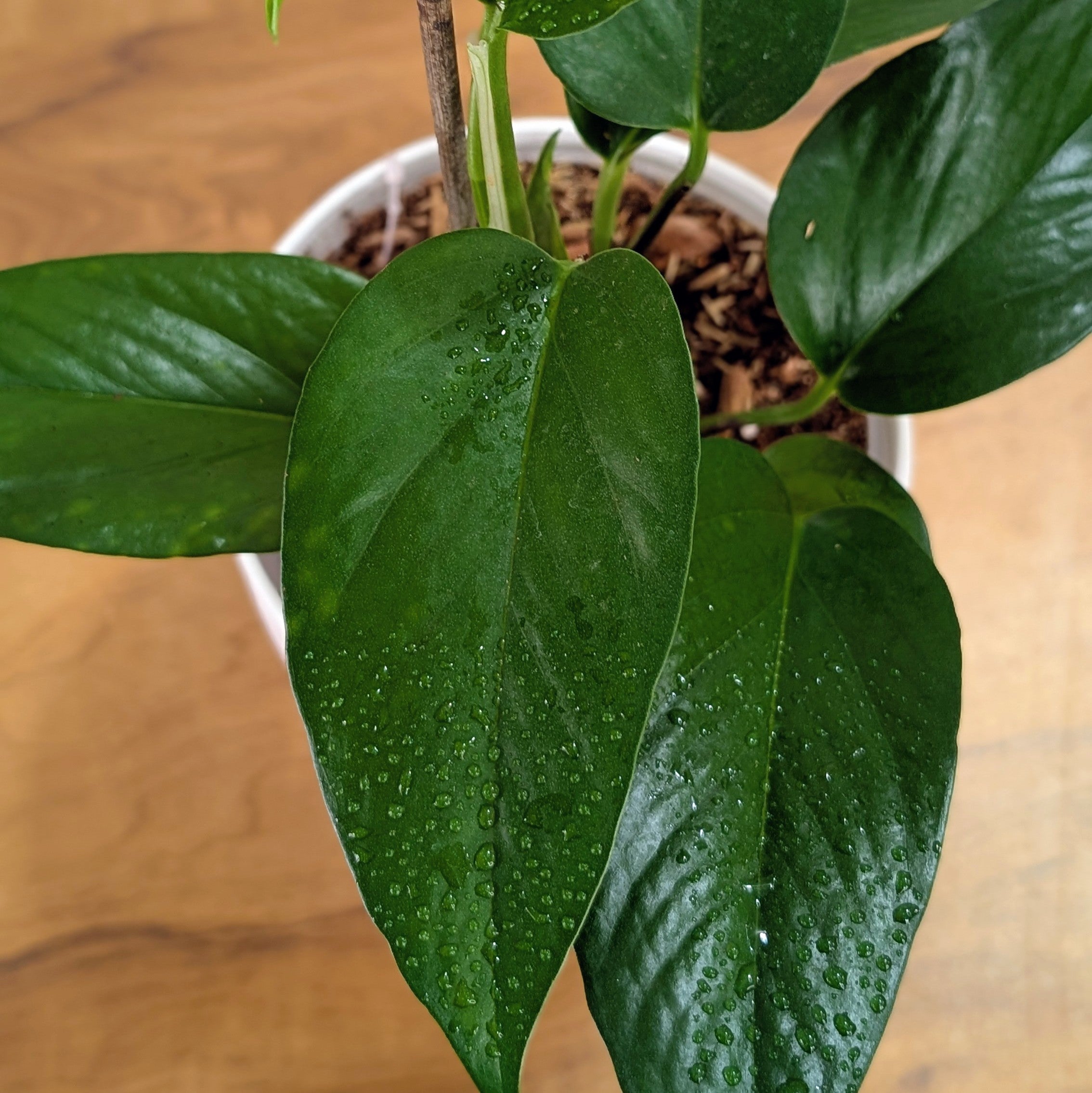 Golden + Jade  Pothos, with 5.5 inches white decor pot