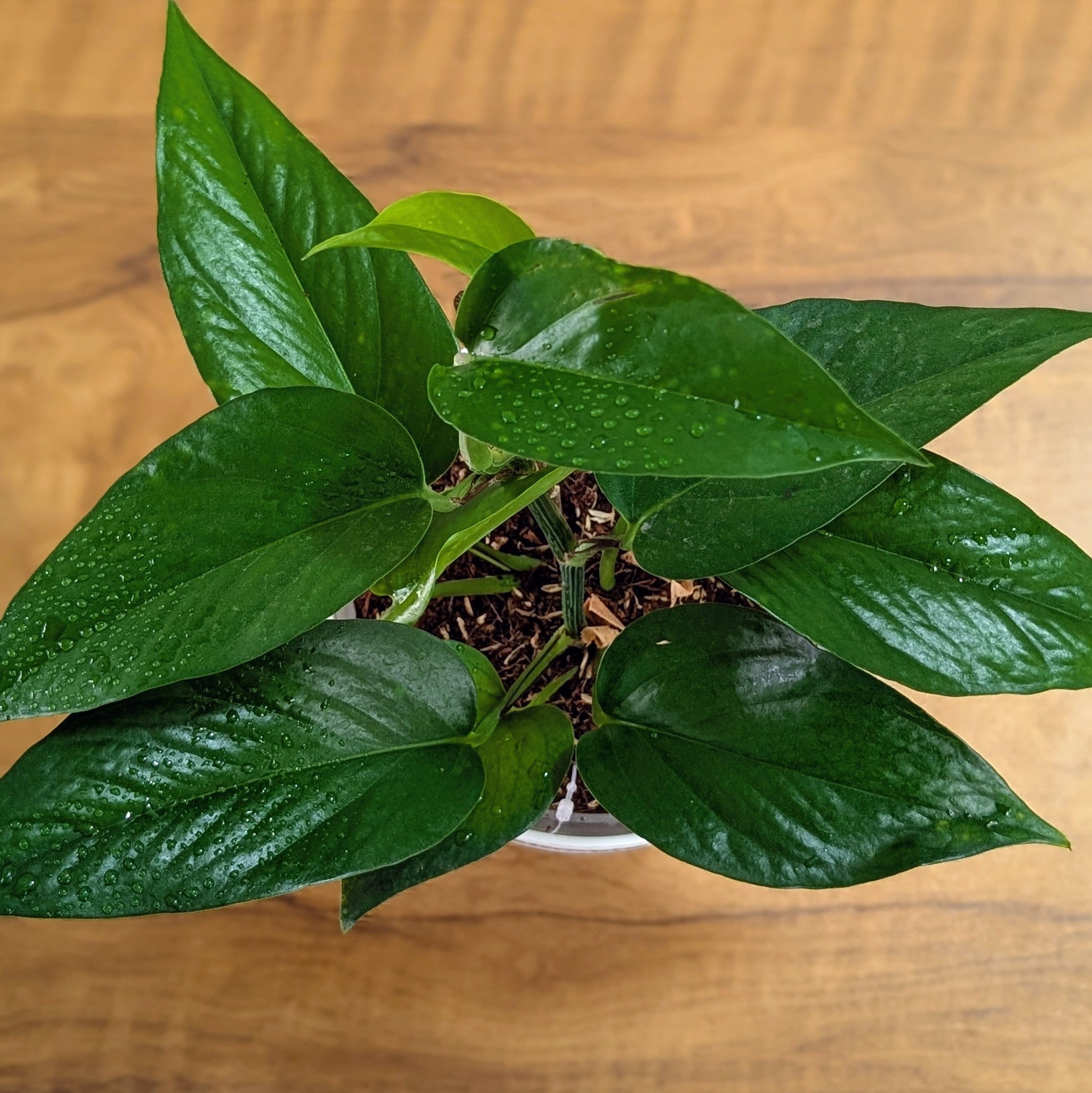 Golden + Jade  Pothos, with 5.5 inches white decor pot