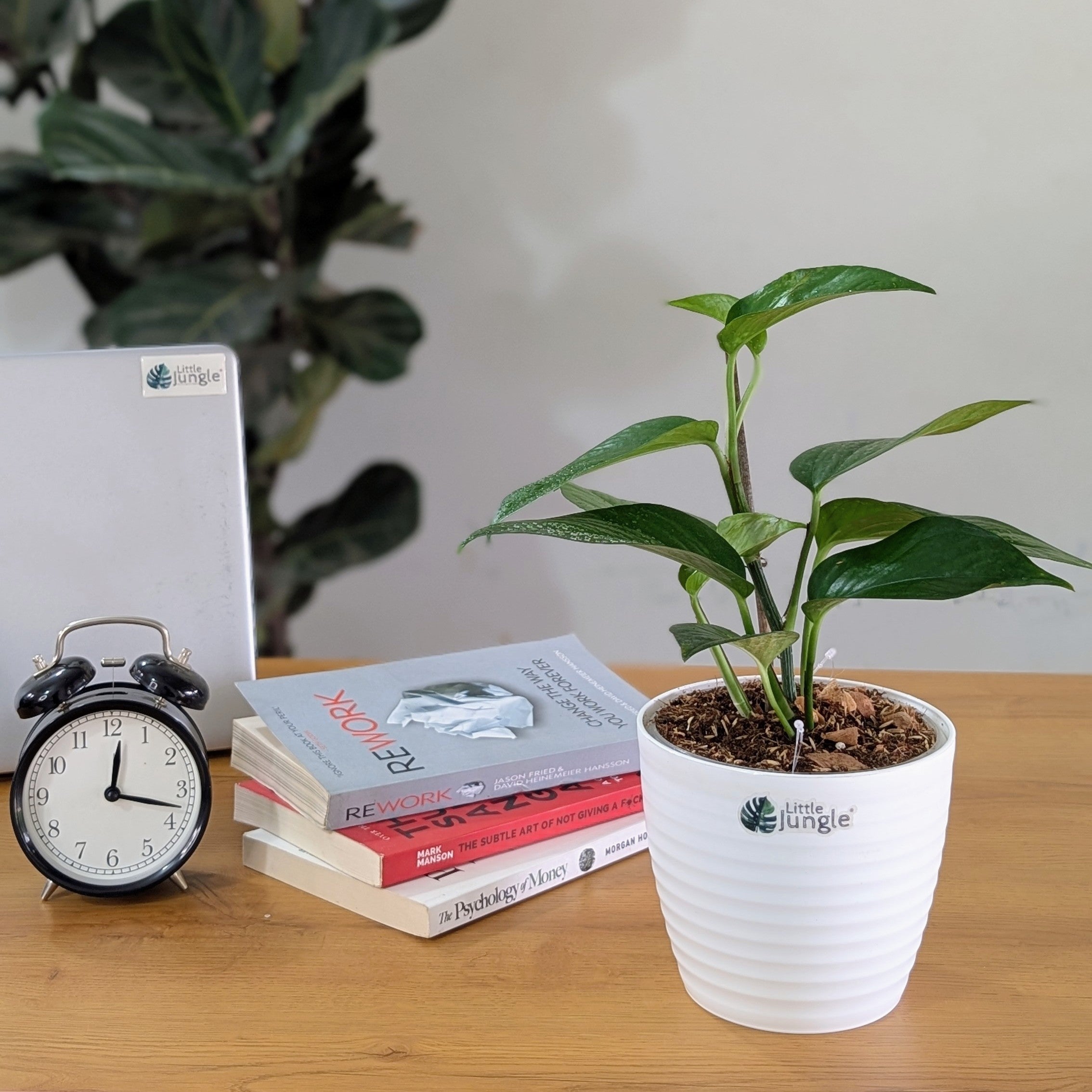 Golden + Jade  Pothos, with 5.5 inches white decor pot