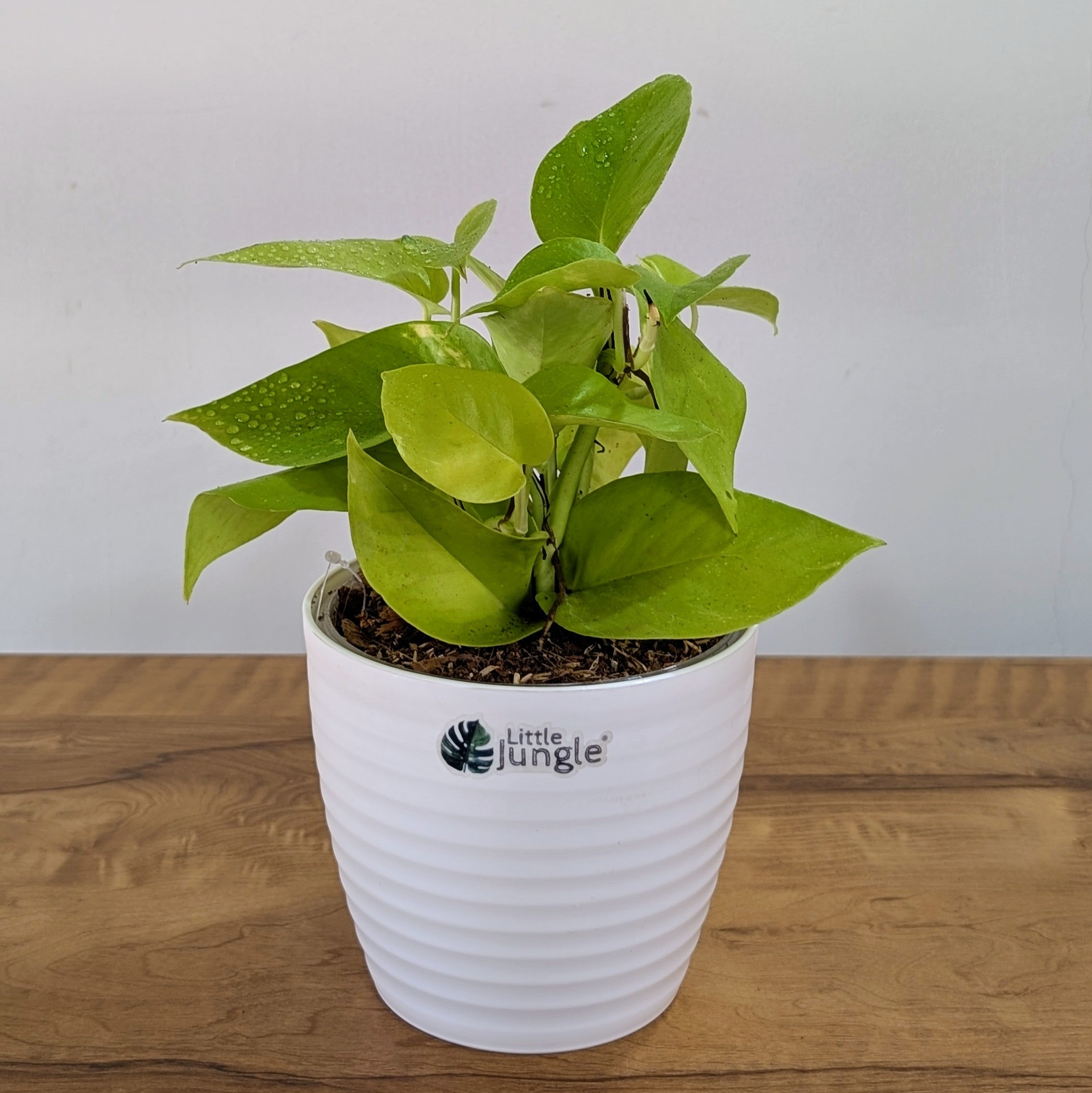 Njoy + Neon + Manjula + Marble Pothos, with 5.5 inches white decor pot