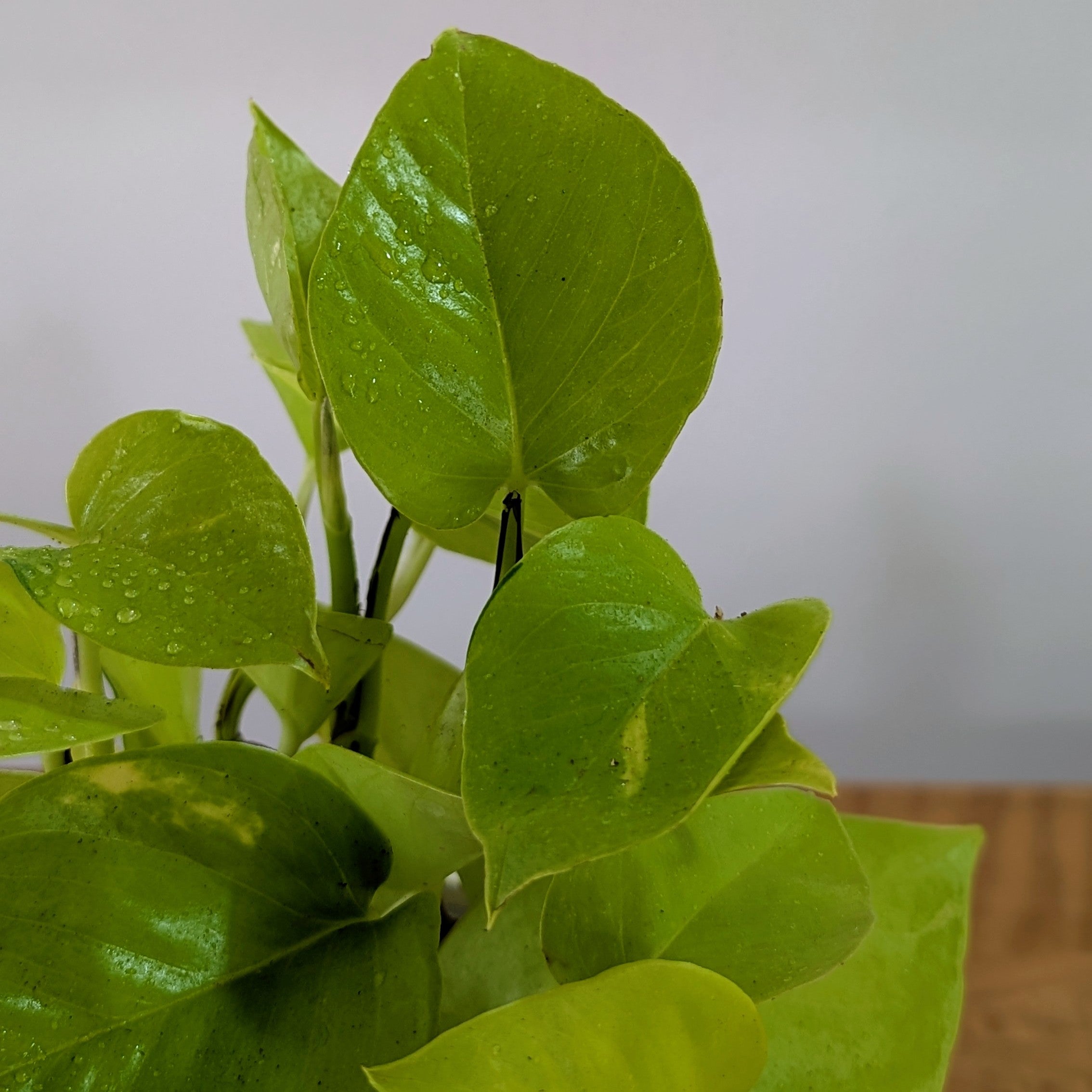 Njoy + Neon + Manjula + Marble Pothos, with 5.5 inches white decor pot