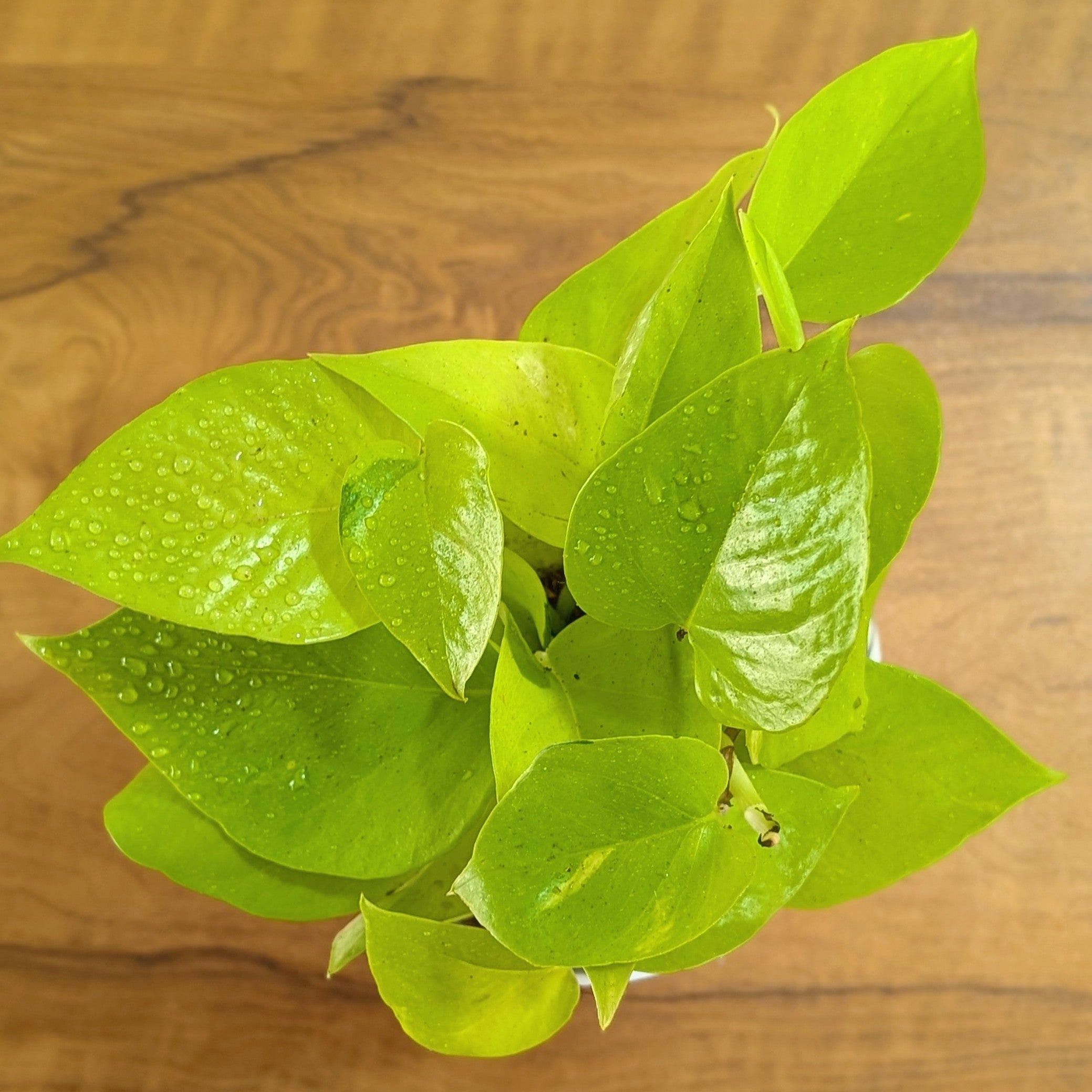 Njoy + Neon + Manjula + Marble Pothos, with 5.5 inches white decor pot