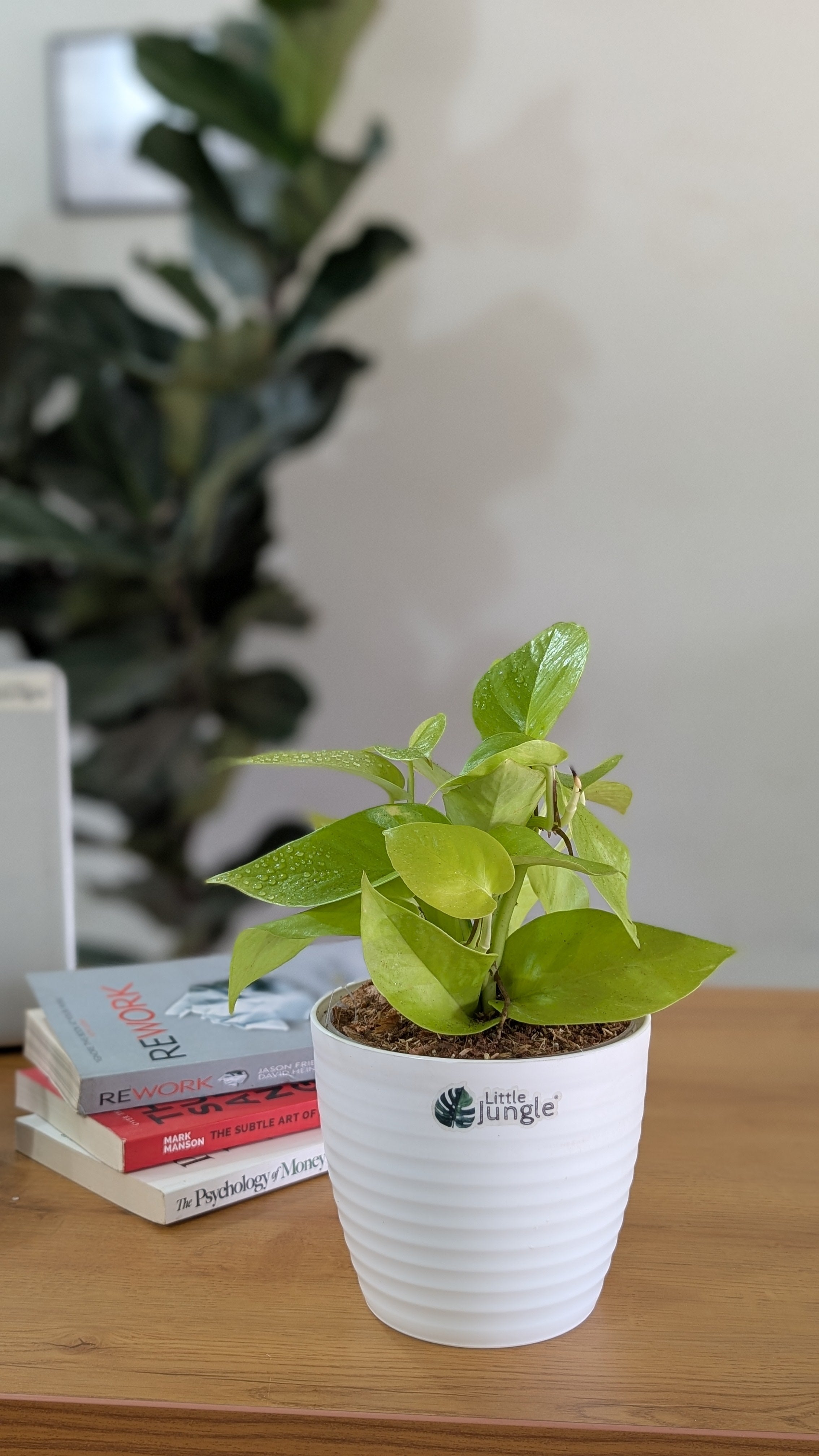 Njoy + Neon + Manjula + Marble Pothos, with 5.5 inches white decor pot