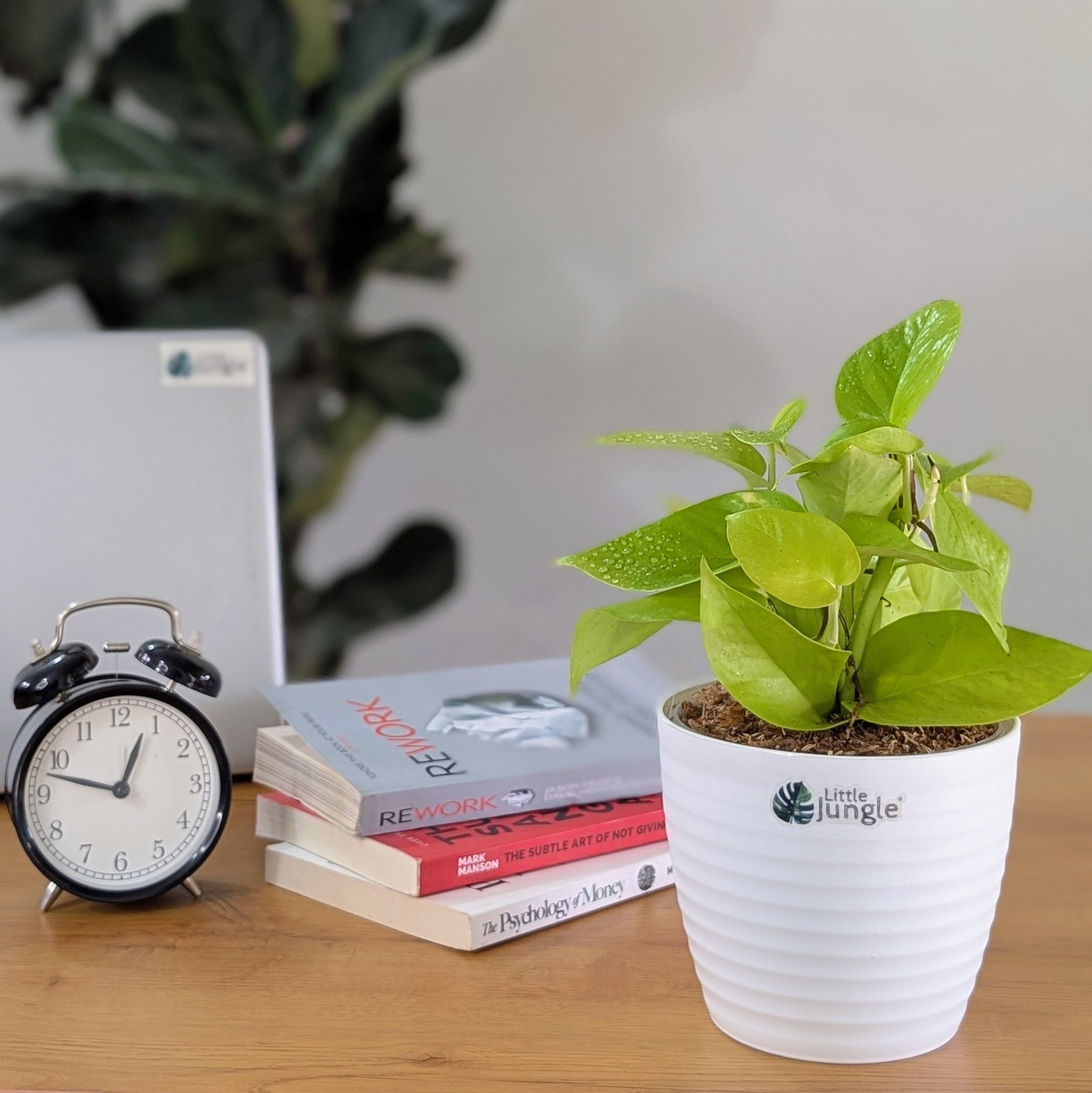Njoy + Neon + Manjula + Marble Pothos, with 5.5 inches white decor pot