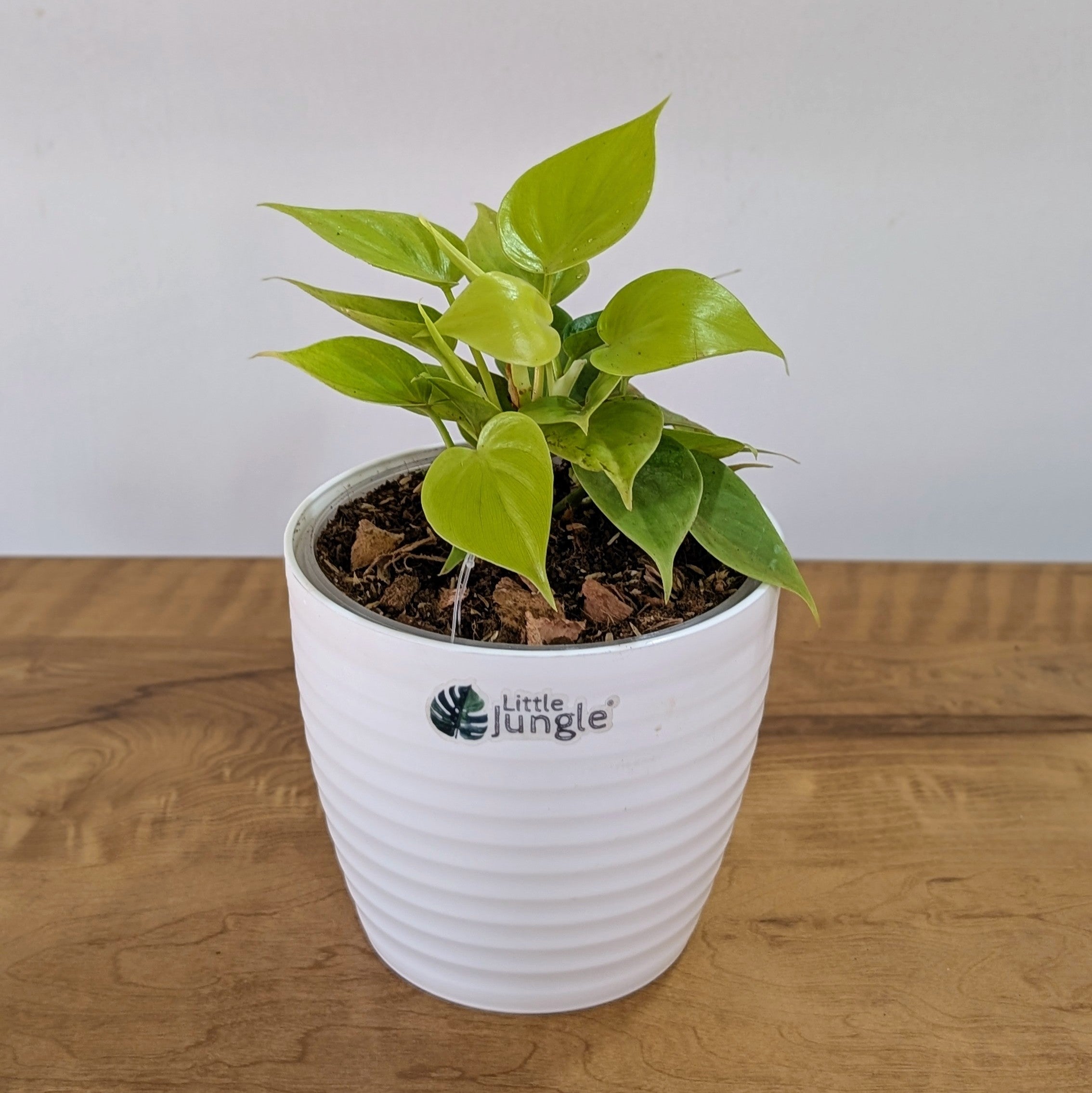 Philodendron Heart Leaf Lemon Lime, with 5.5 inches white decor plant