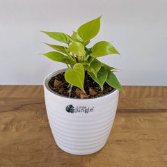 Heart Leaf Lemon Lime + Heart leaf green, with 5.5 Inches White Decor pot