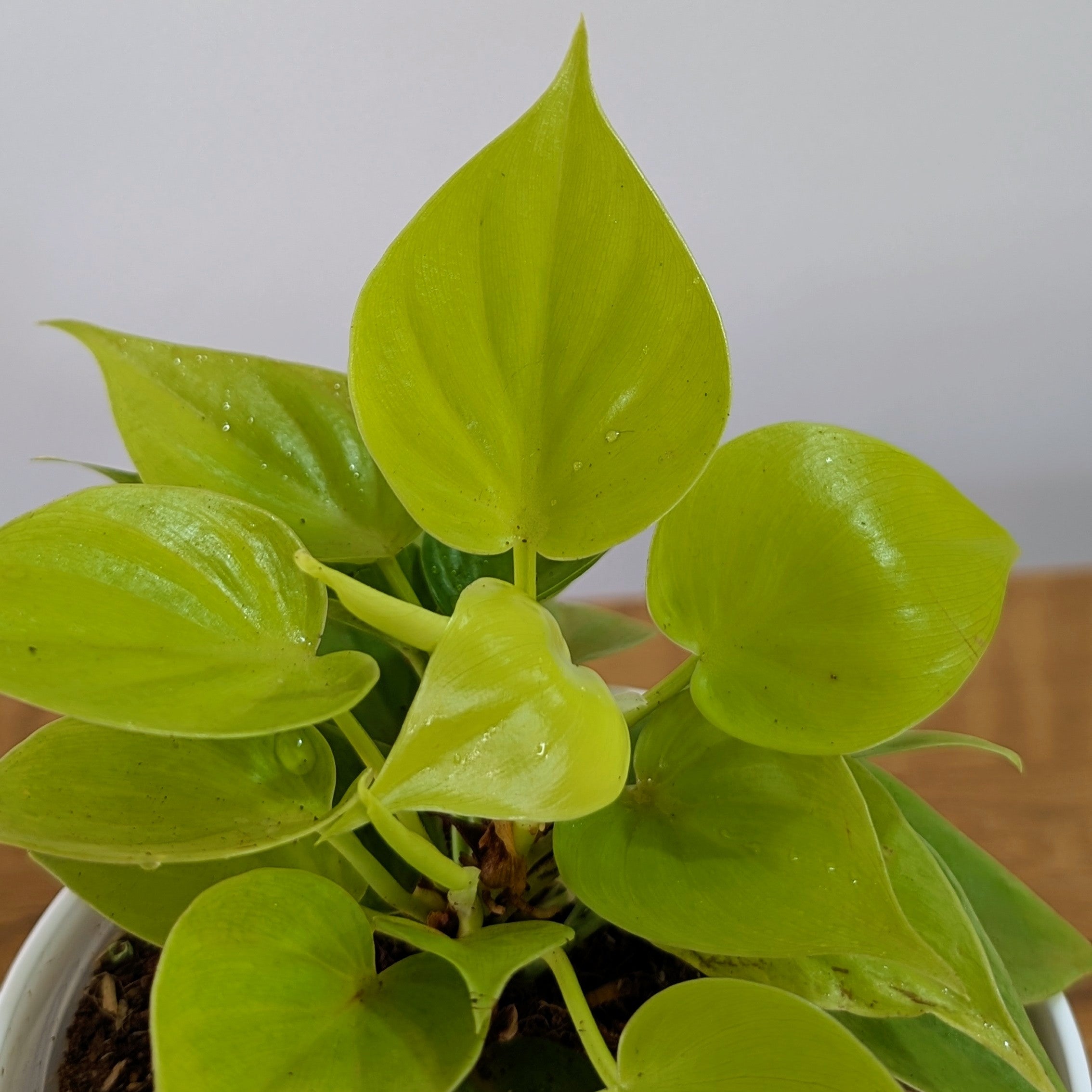 Philodendron Heart Leaf Lemon Lime, with 5.5 inches white decor plant