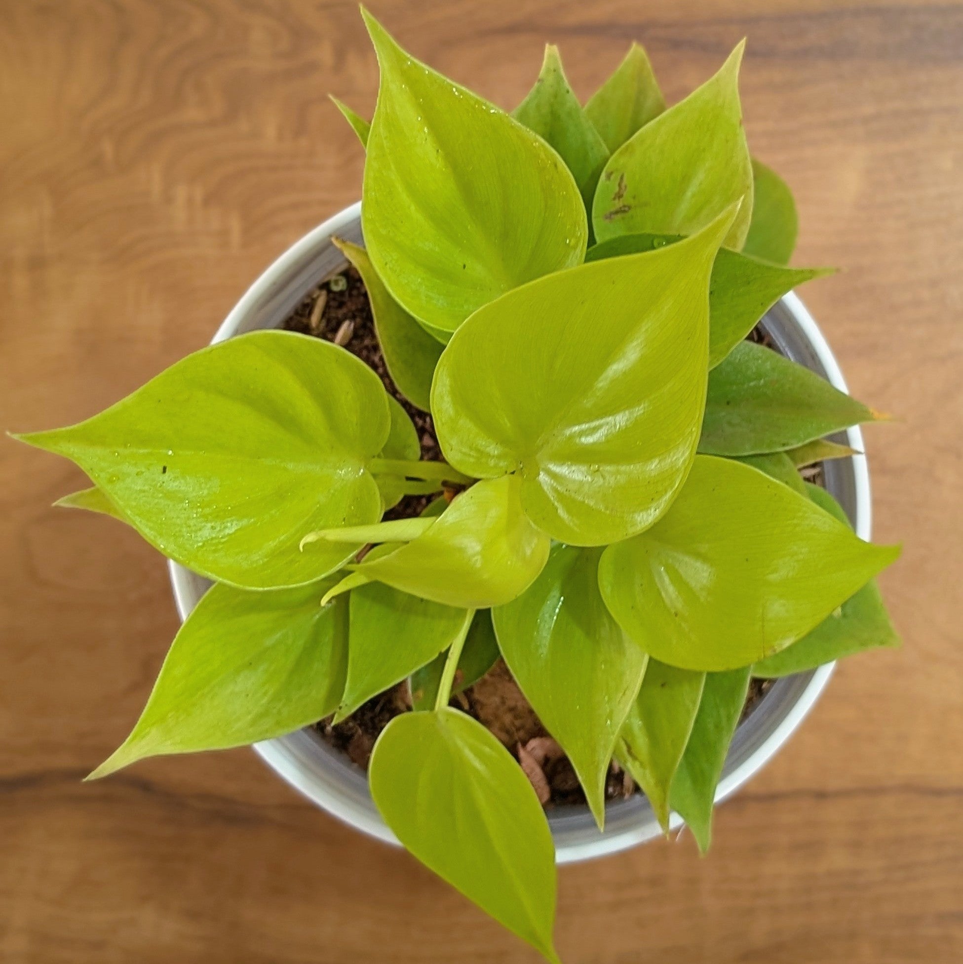 Philodendron Heart Leaf Lemon Lime, with 5.5 inches white decor plant