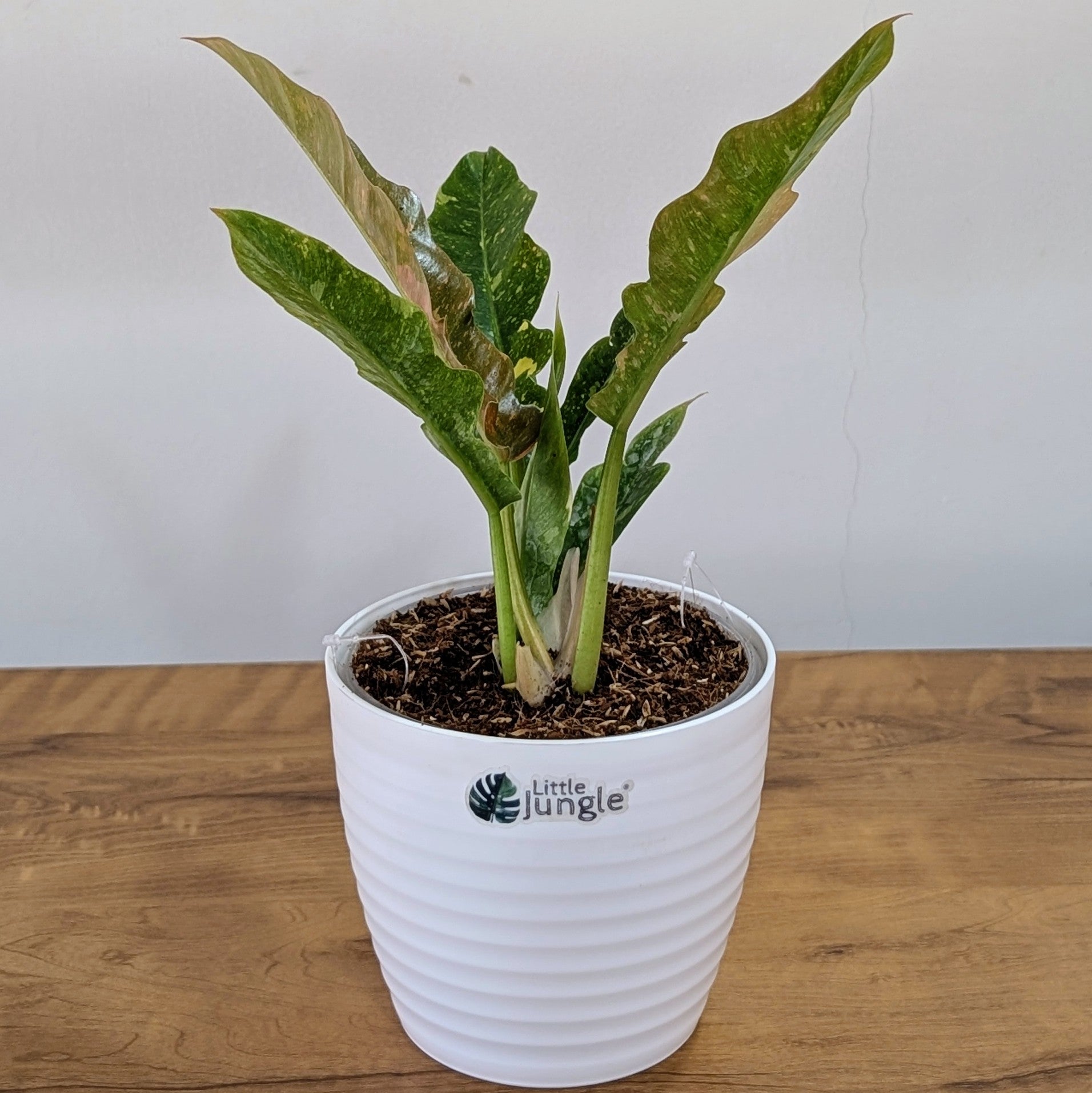 Philodendron Ring of Fire Variegated, with 5.5 inches white decor plant