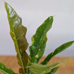 Philodendron Ring of Fire Variegated, with 5.5 inches white decor plant