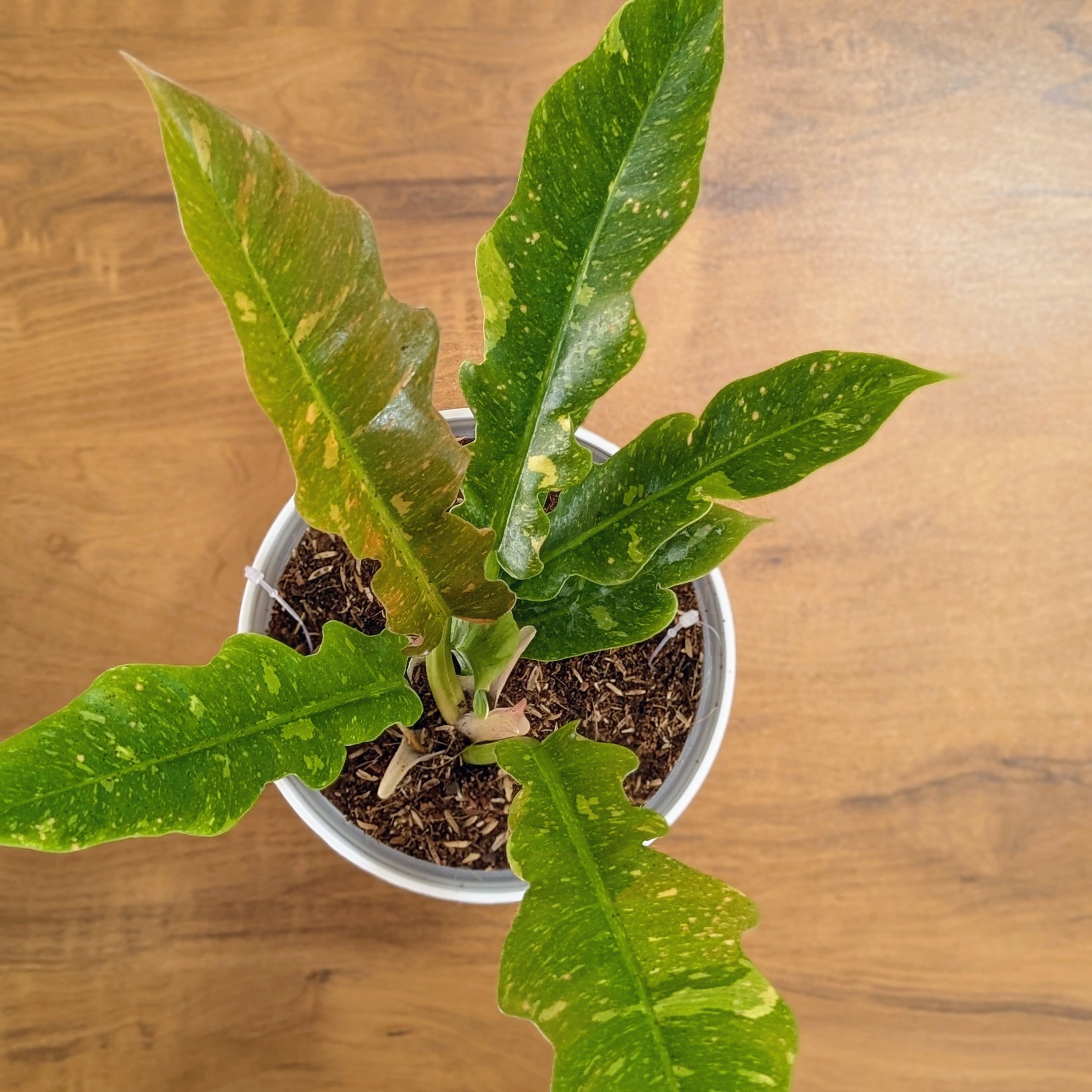 Philodendron Ring of Fire Variegated, with 5.5 inches white decor plant