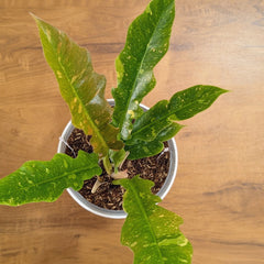 Philodendron Ring of Fire Variegated, with 5.5 inches white decor plant