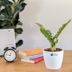 Philodendron Ring of Fire Variegated, with 5.5 inches white decor plant