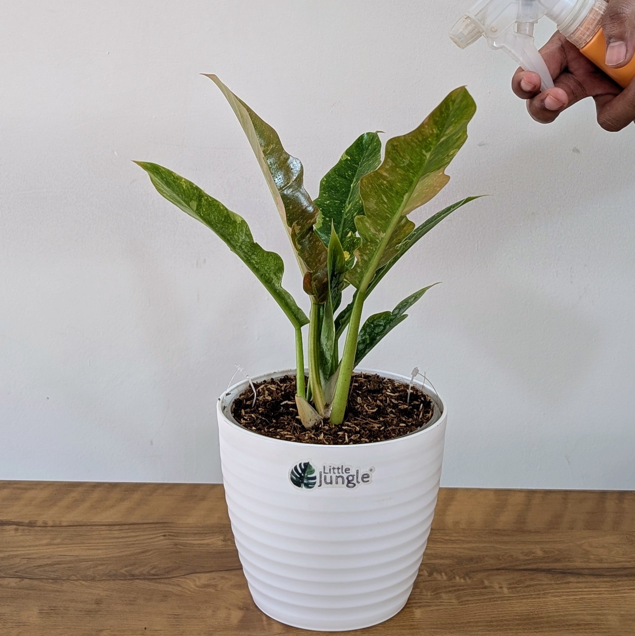 Philodendron Ring of Fire Variegated, with 5.5 inches white decor plant