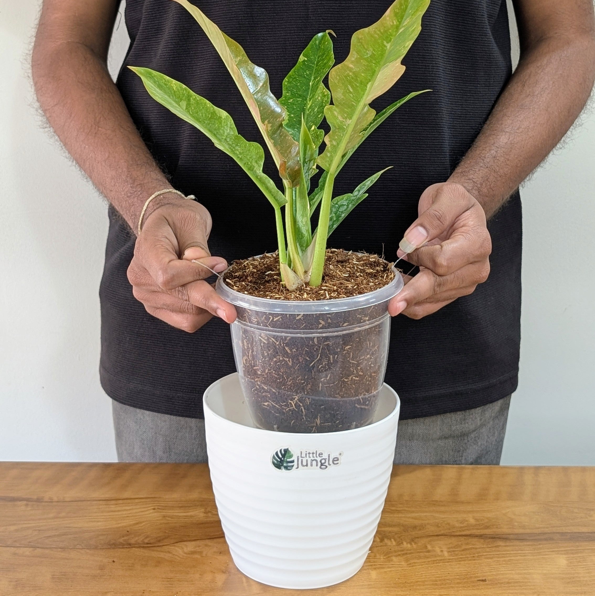 Philodendron Ring of Fire Variegated, with 5.5 inches white decor plant